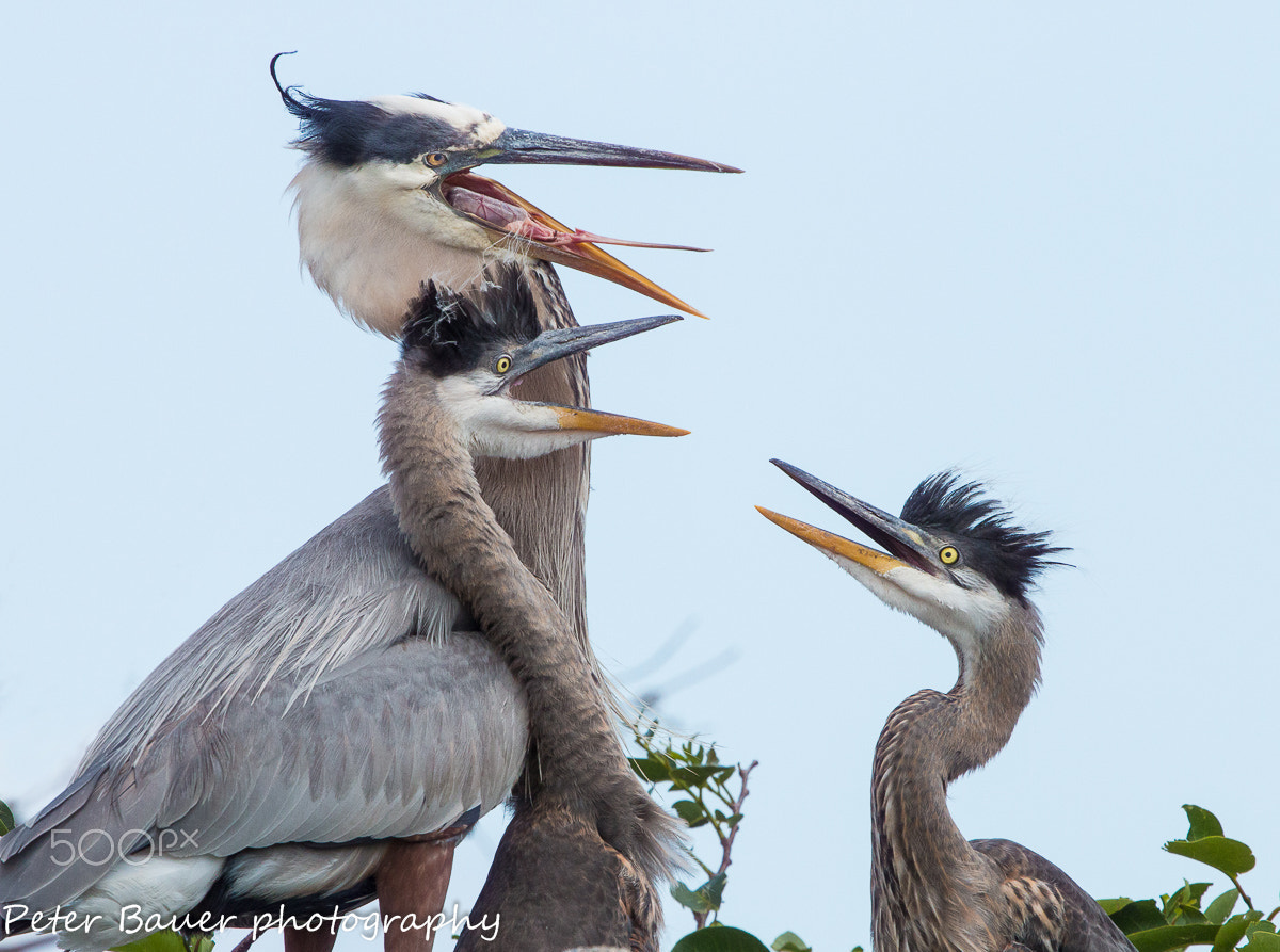 Canon EOS 70D + Canon EF 400mm F4.0 DO IS USM sample photo. Great blue heron family sing along photography
