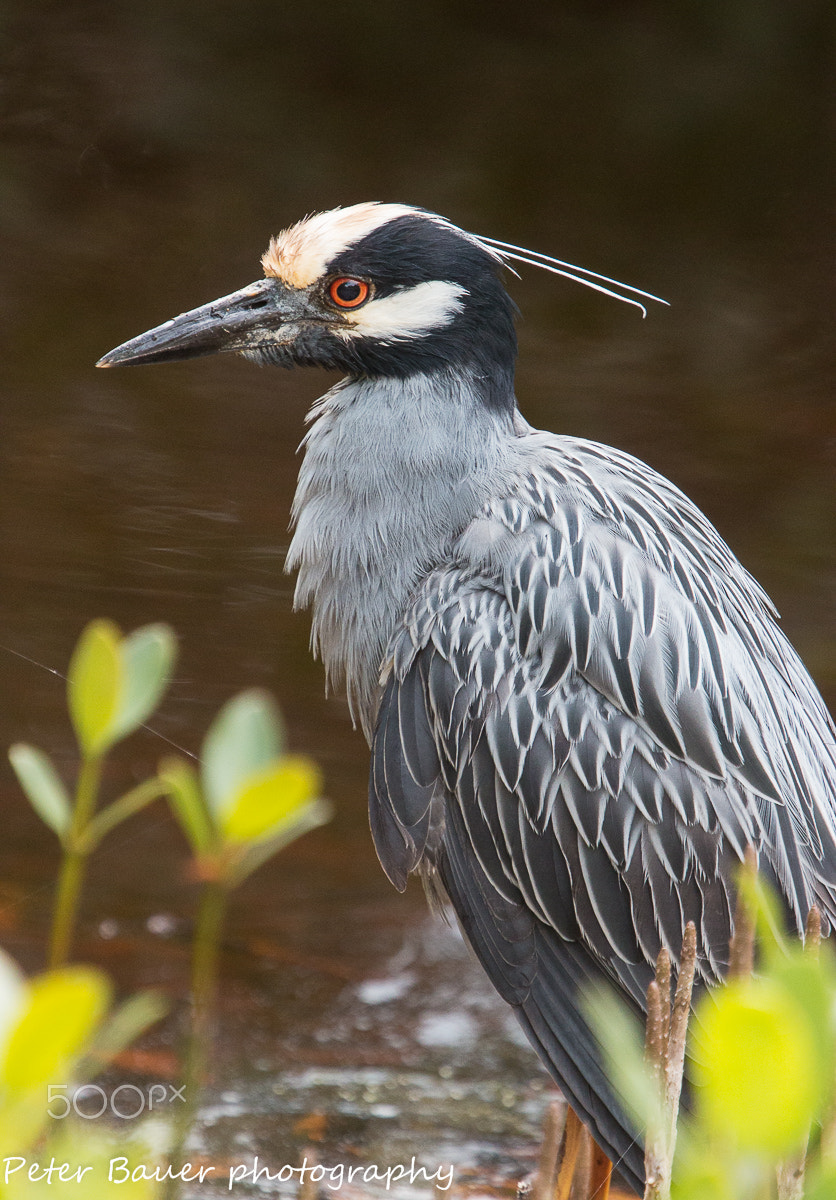 Canon EF 400mm F4.0 DO IS USM sample photo. Yellow crowned night heron photography