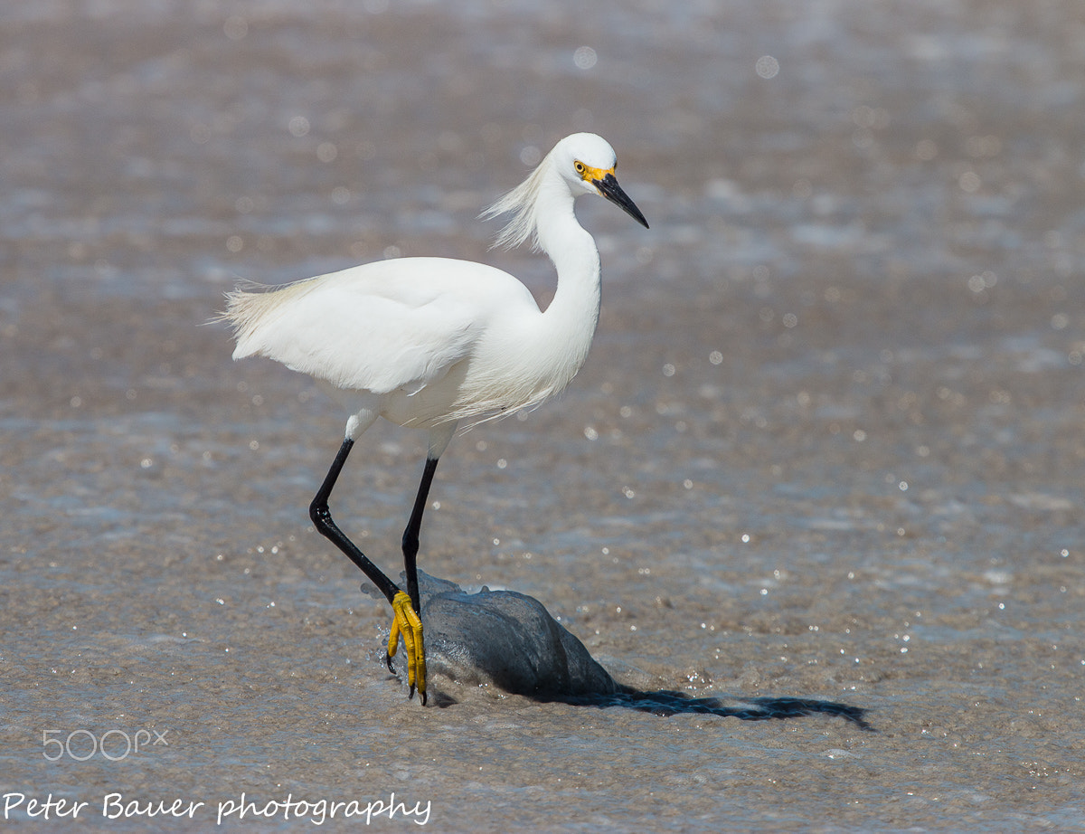Canon EF 400mm F4.0 DO IS USM sample photo. Snow egret walking in surf photography