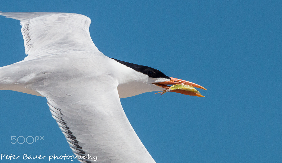 Canon EOS 70D + Canon EF 400mm F4.0 DO IS USM sample photo. Royal tern with fish photography