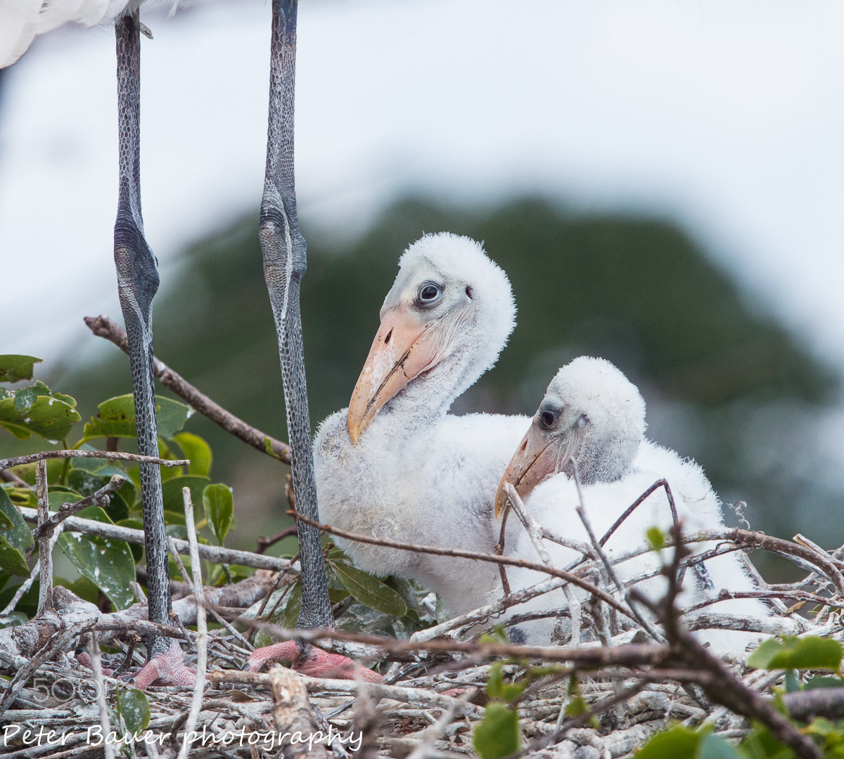 Canon EOS 70D + Canon EF 400mm F4.0 DO IS USM sample photo. Wood stork on nest with chicks photography