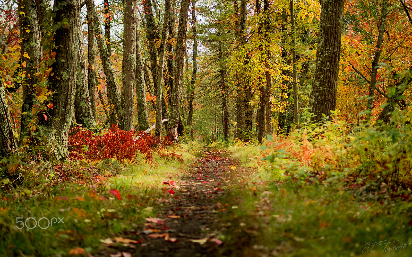 Olympus OM-D E-M5 II + Olympus M.Zuiko Digital 25mm F1.8 sample photo. Nature's path photography