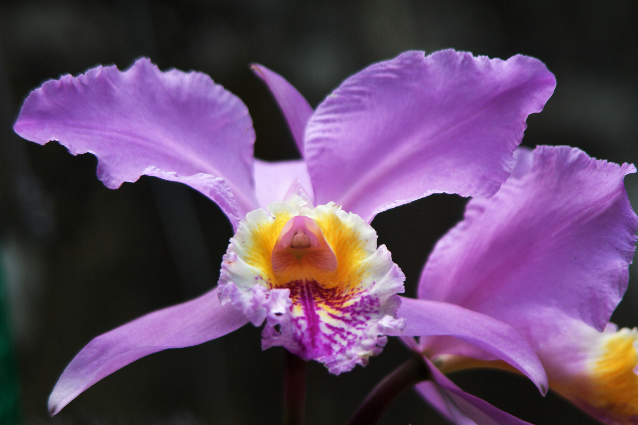 Canon EF 35-105mm f/4.5-5.6 sample photo. Orquidea photography