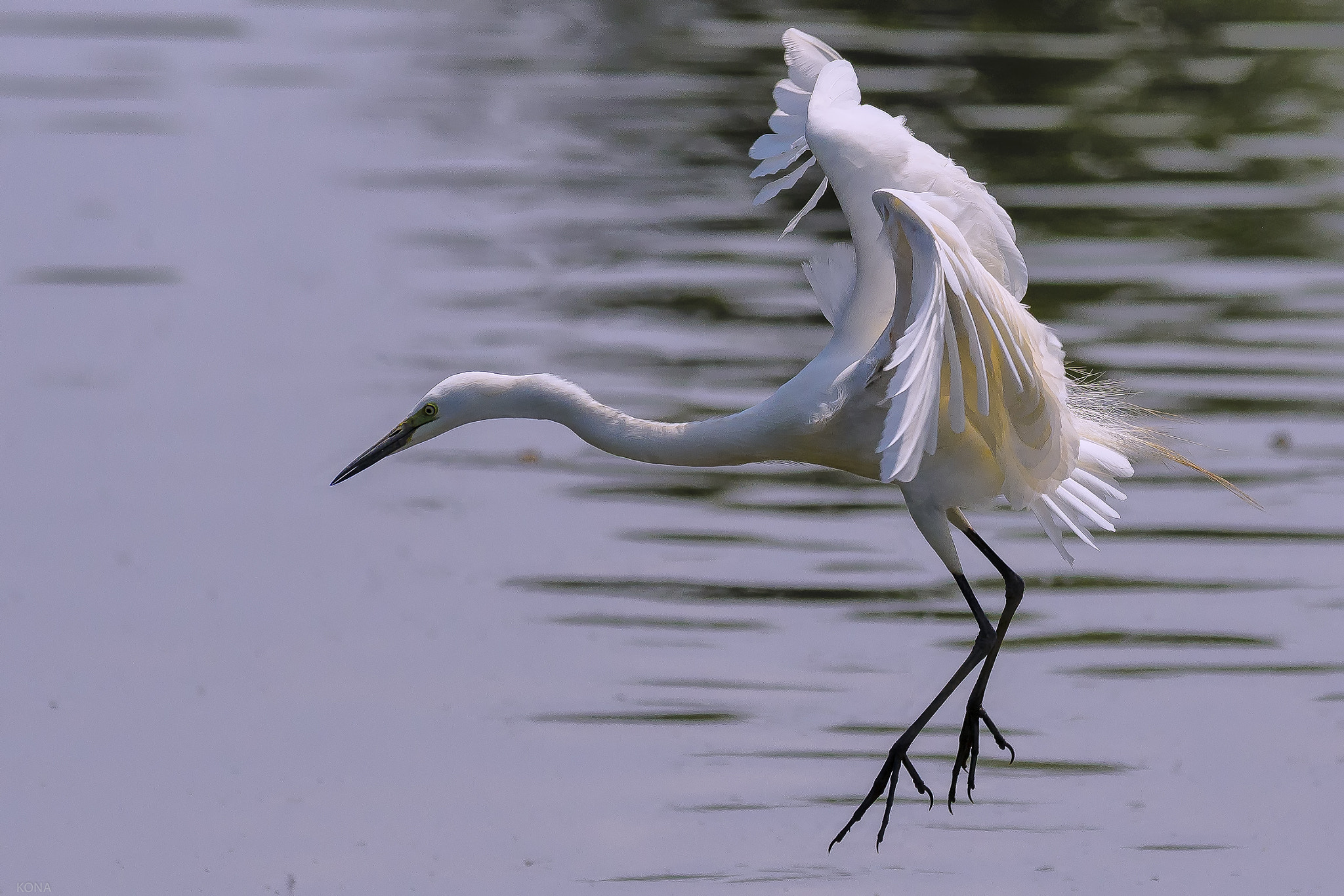 Nikon AF-S Nikkor 400mm F2.8G ED VR II sample photo. Sagi photography