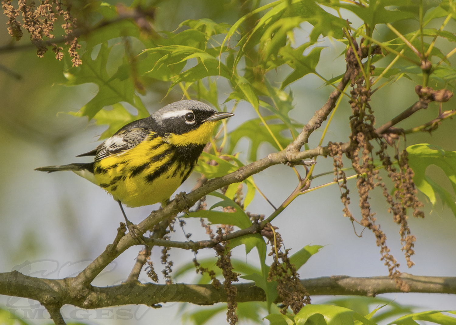 Nikon D7200 + Sigma 500mm F4.5 EX DG HSM sample photo. Magnolias in the morning (magnolia warbler) photography