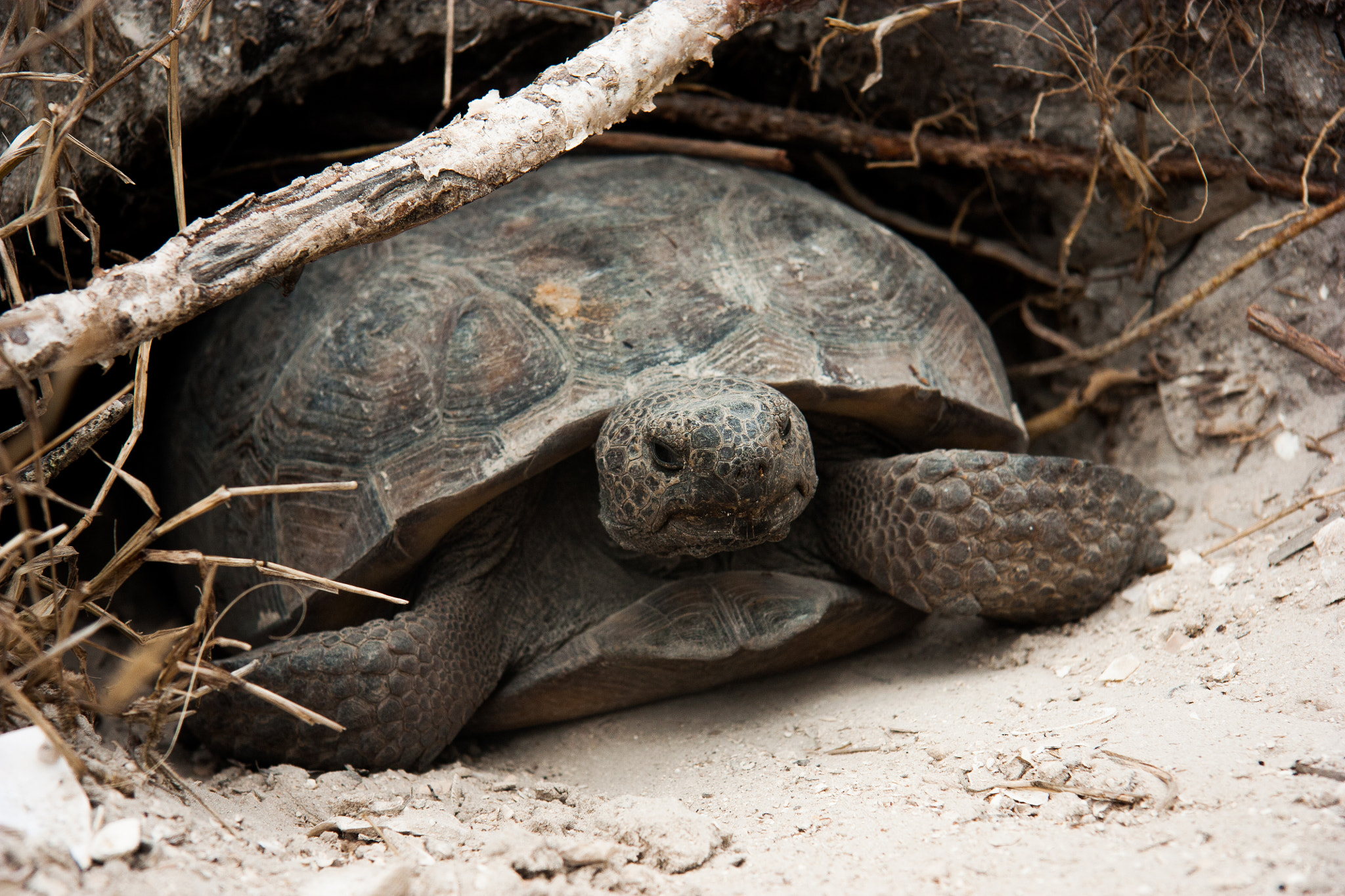 Canon EOS 450D (EOS Rebel XSi / EOS Kiss X2) sample photo. Gopher tortoise in florida photography