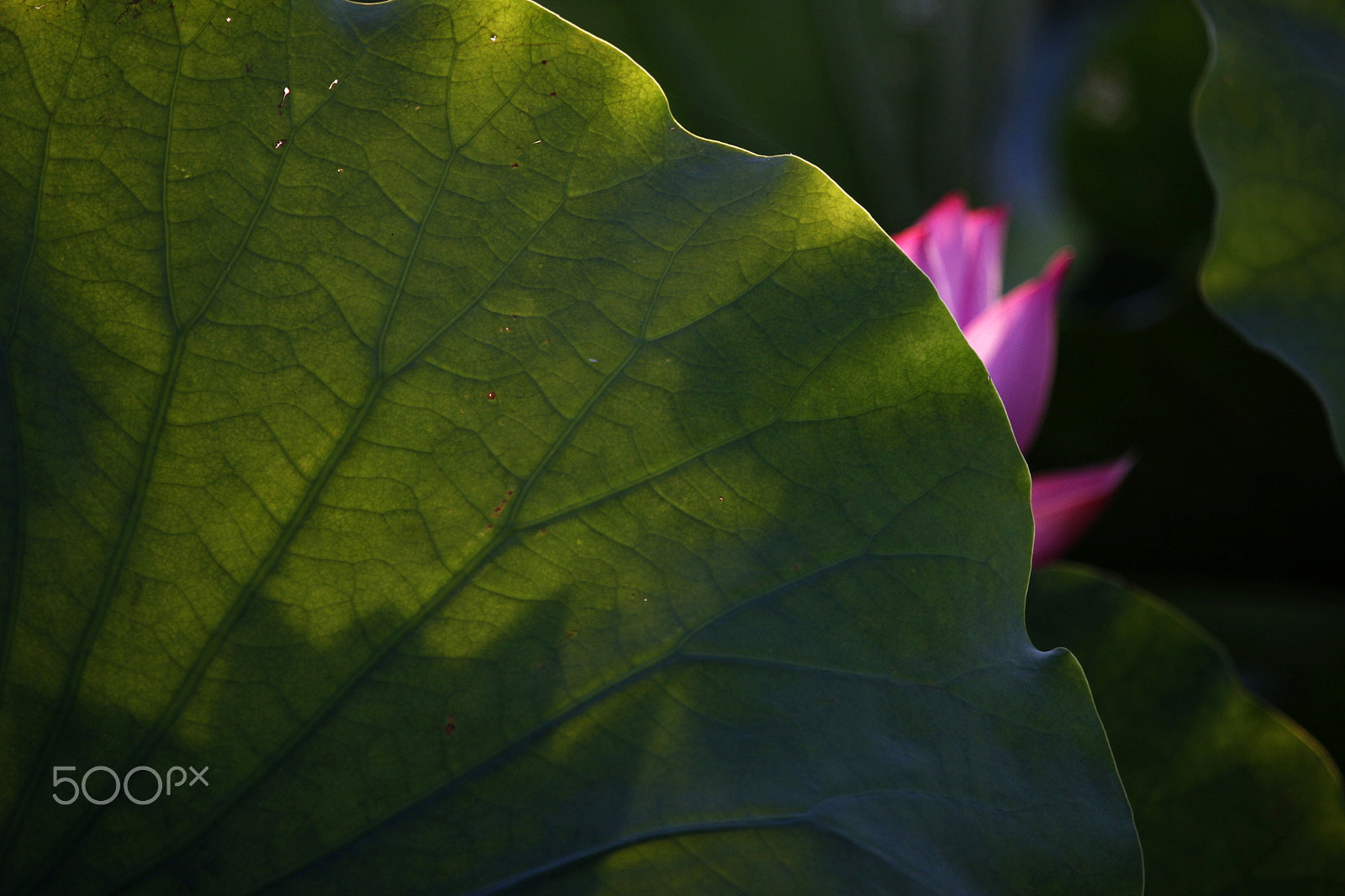 Canon EF 100-400mm F4.5-5.6L IS USM sample photo. Static，is a faint scent photography