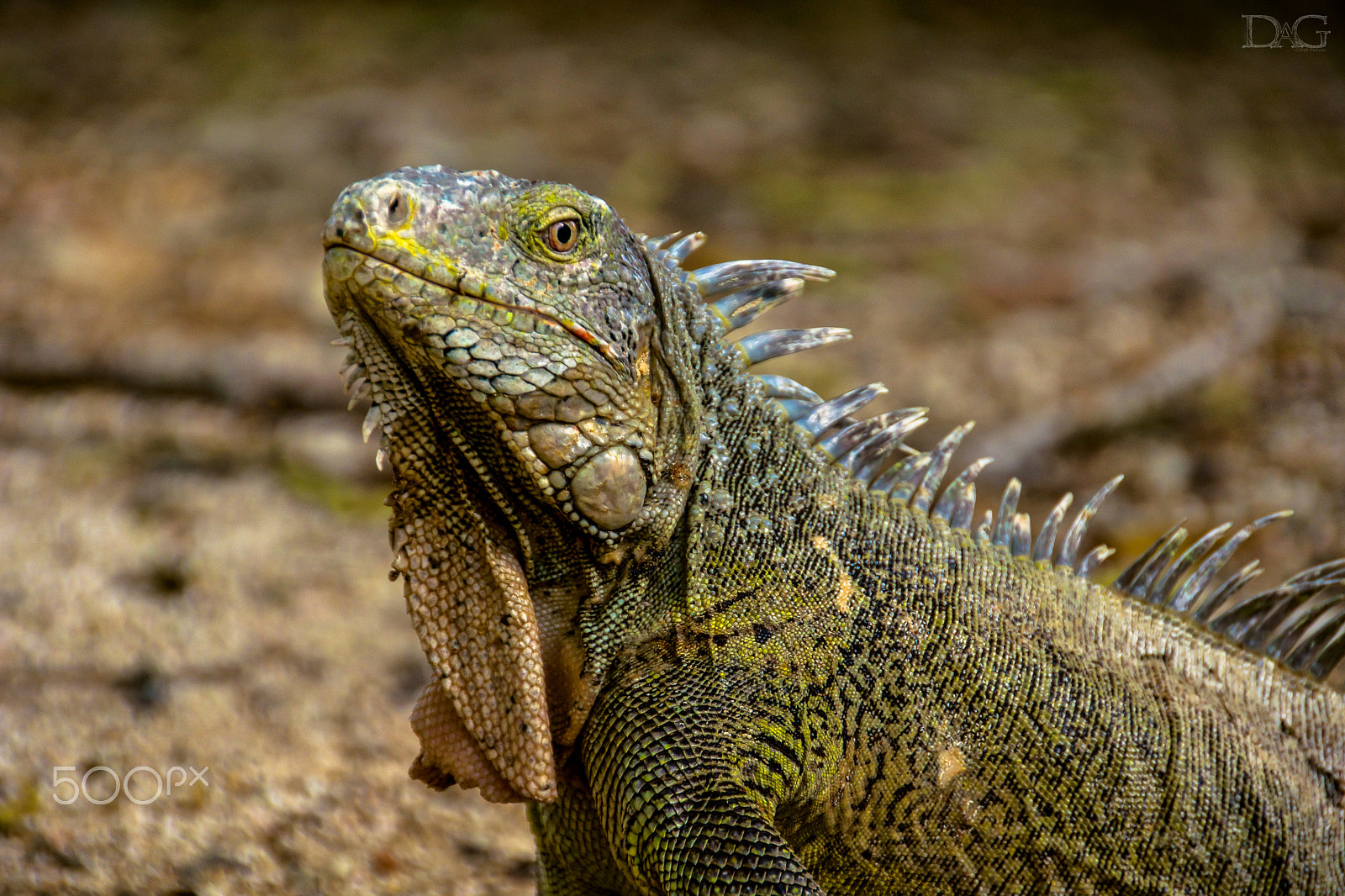 Sony SLT-A77 sample photo. Leguan - 02 photography