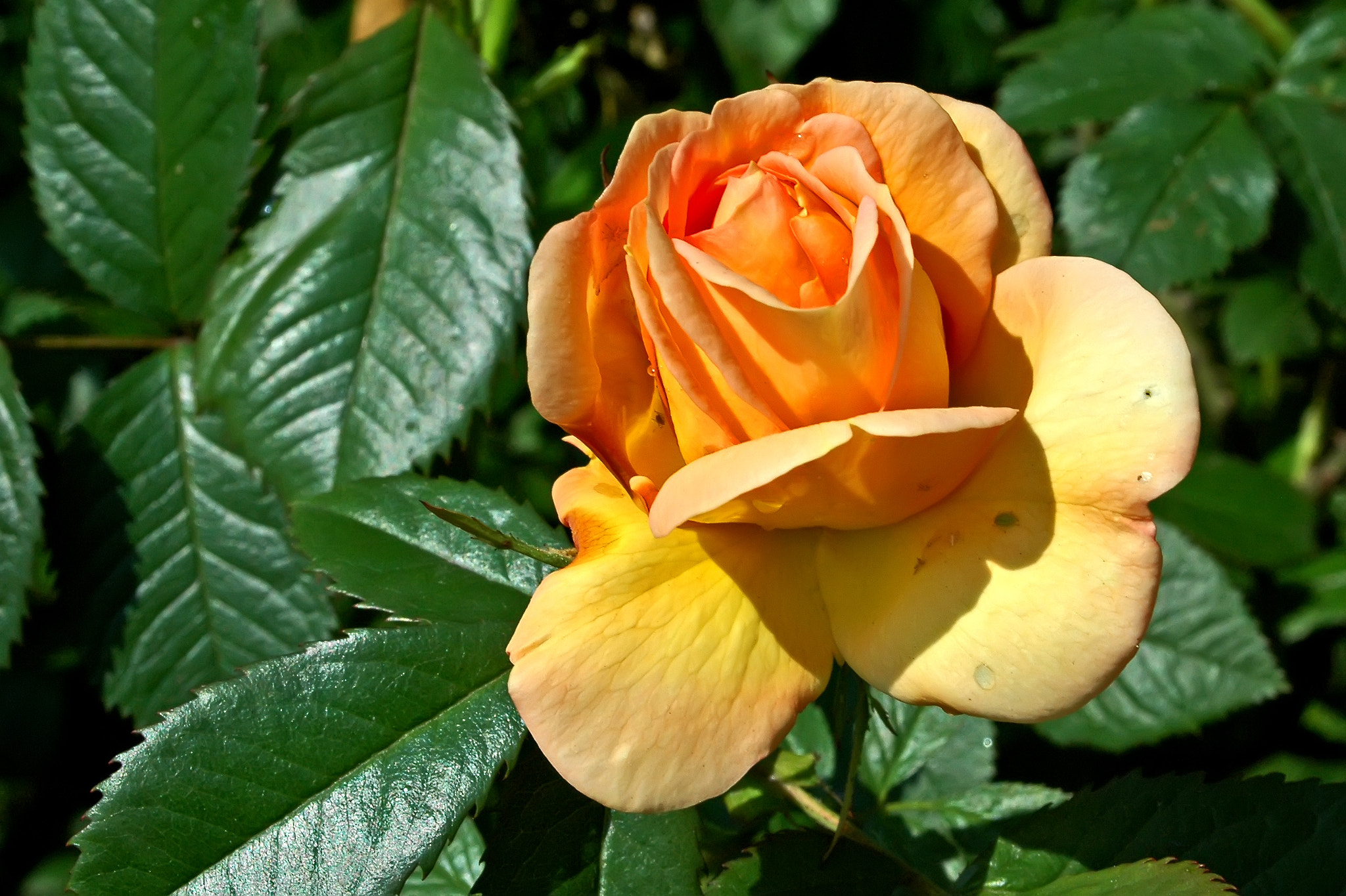 Nikon D70 sample photo. Rose tea photography