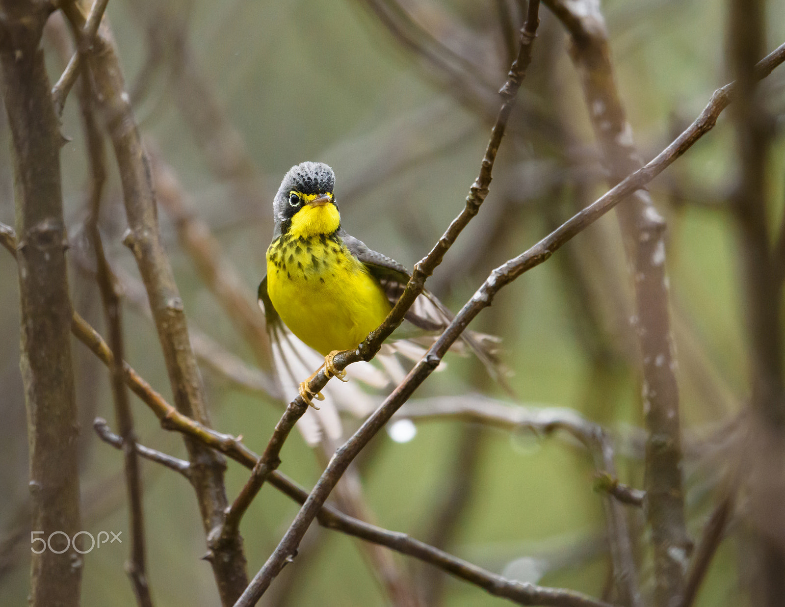 Nikon AF-S Nikkor 500mm F4E FL ED VR sample photo. Canada warbler drying off photography
