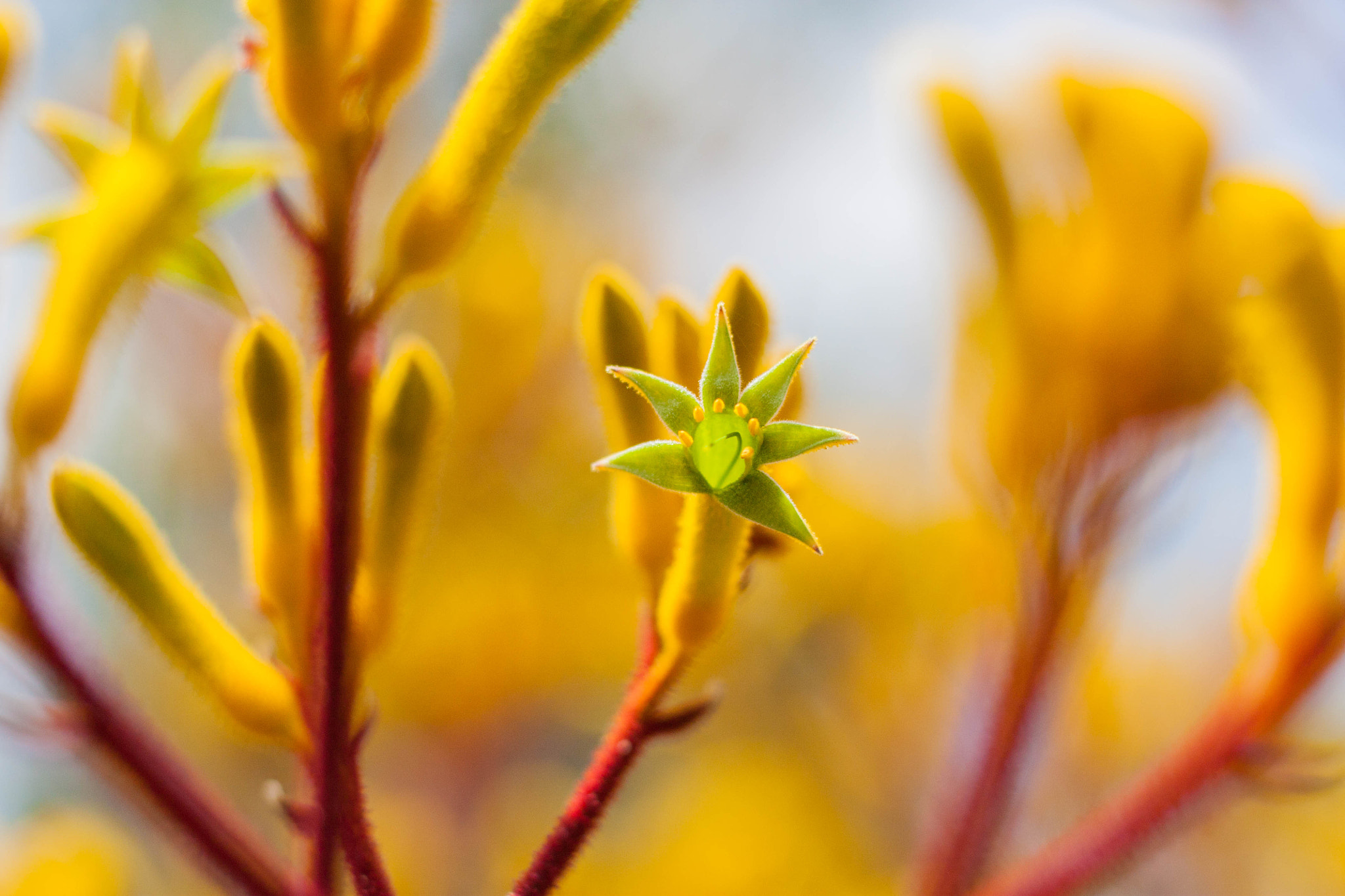 Canon EOS 450D (EOS Rebel XSi / EOS Kiss X2) + Canon EF 50mm F1.8 STM sample photo. West adams kangaroo paw photography