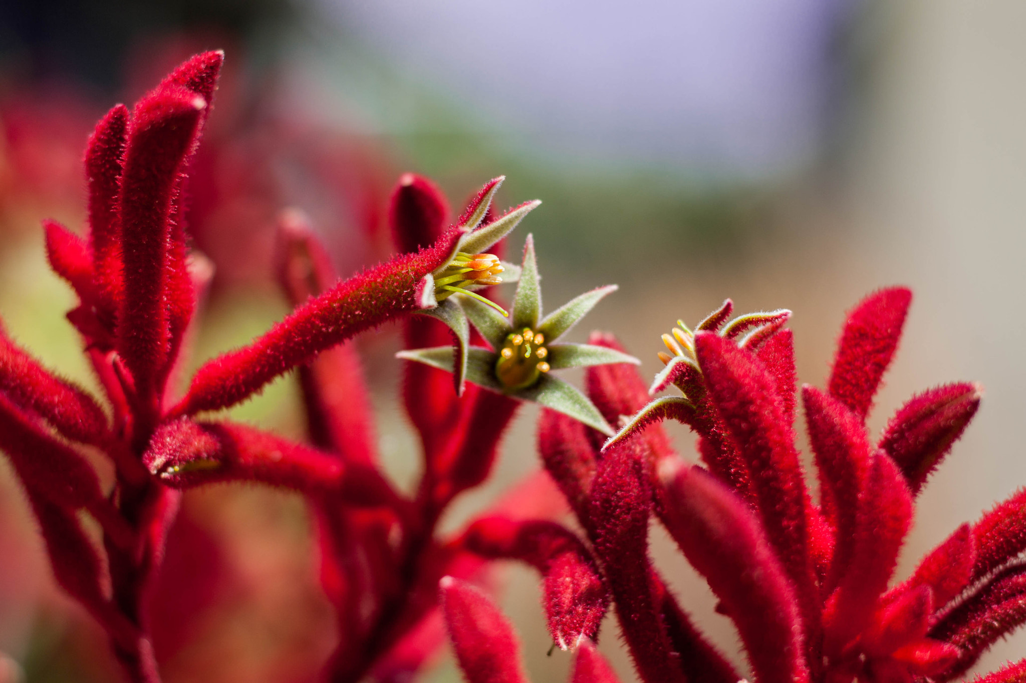 Canon EOS 450D (EOS Rebel XSi / EOS Kiss X2) sample photo. West adams kangaroo paw photography