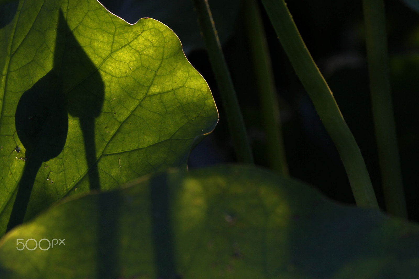 Canon EF 100-400mm F4.5-5.6L IS USM sample photo. Love's time photography