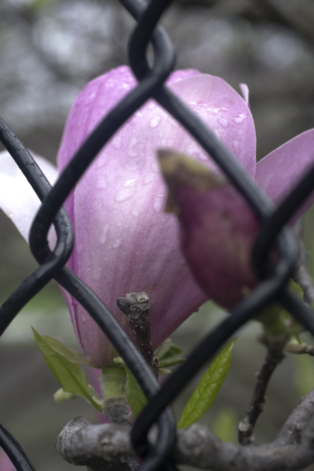 Sony a6000 + Canon EF 50mm F2.5 Macro sample photo. The daily percyscope 037 photography