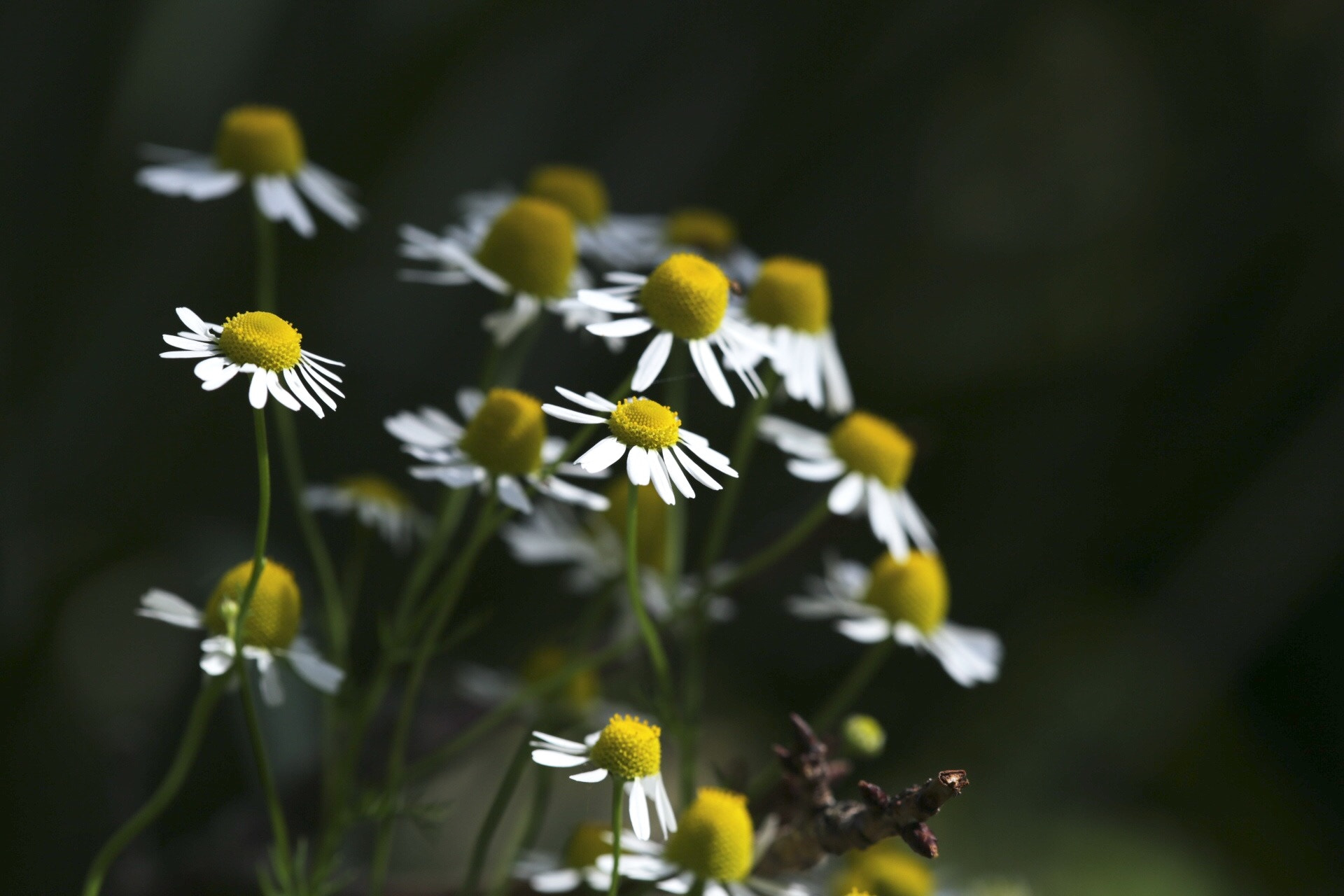 Canon EF 180mm F3.5L Macro USM sample photo