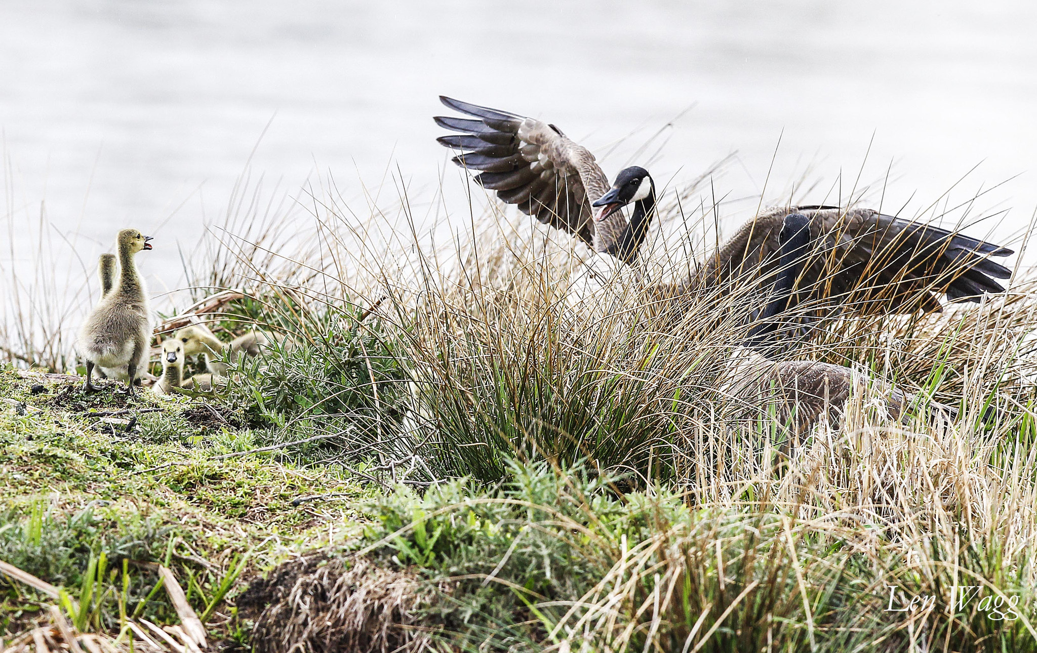 Canon EF 300mm F2.8L IS USM sample photo. Get in the water photography