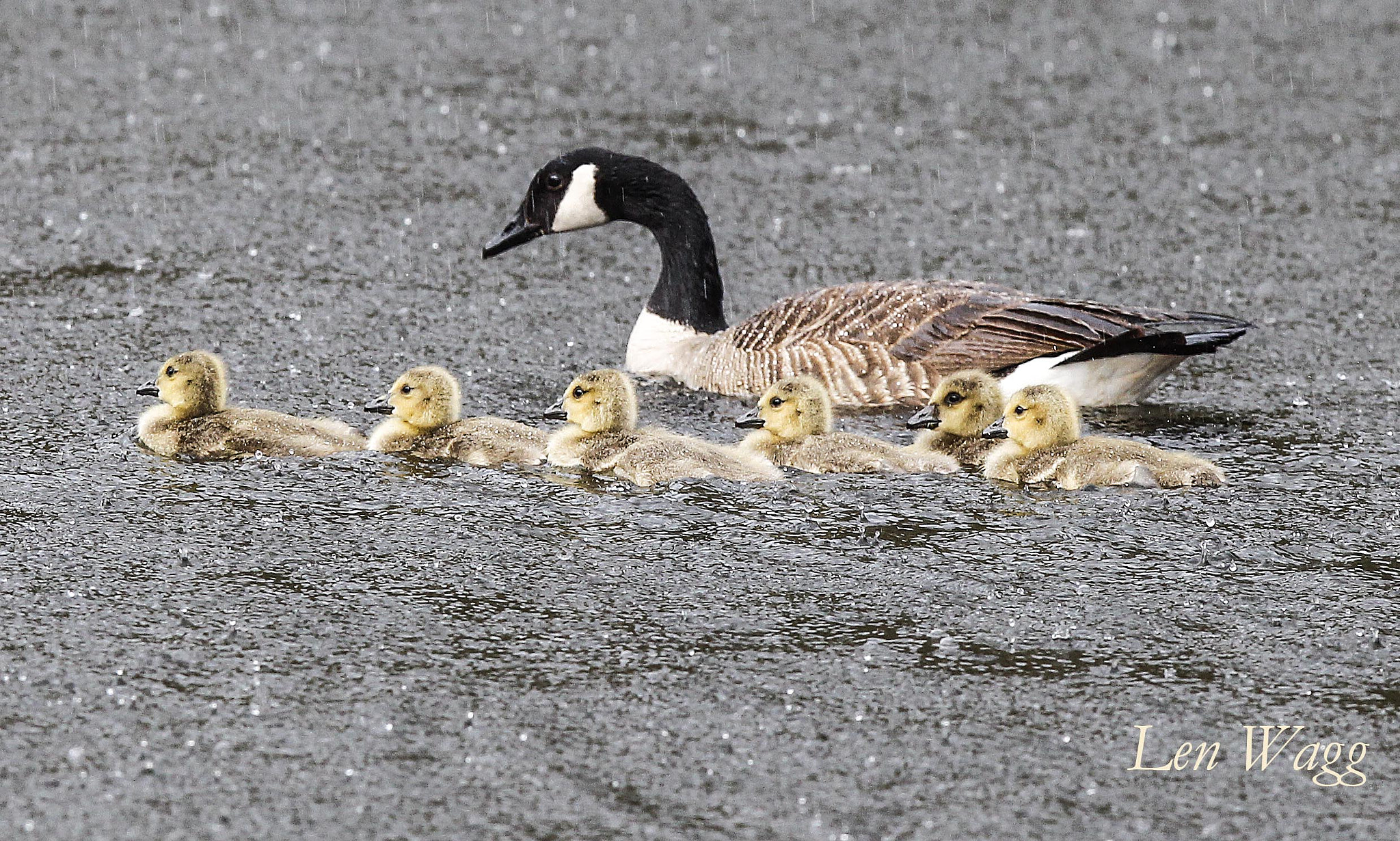Canon EF 300mm F2.8L IS USM sample photo. Get in the water photography