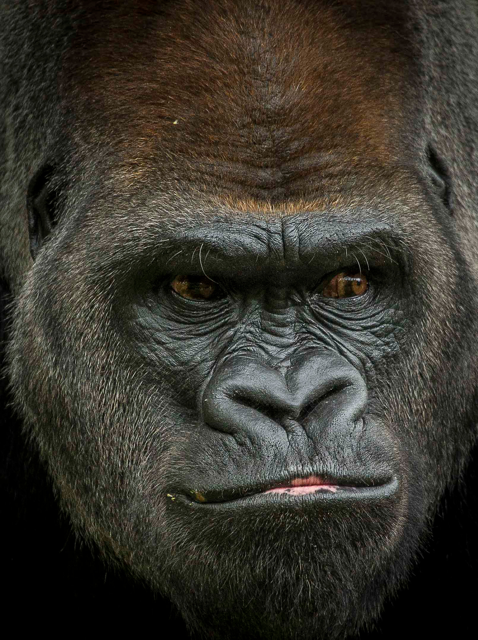 Canon EF 100-400mm F4.5-5.6L IS USM sample photo. Gorilla photography