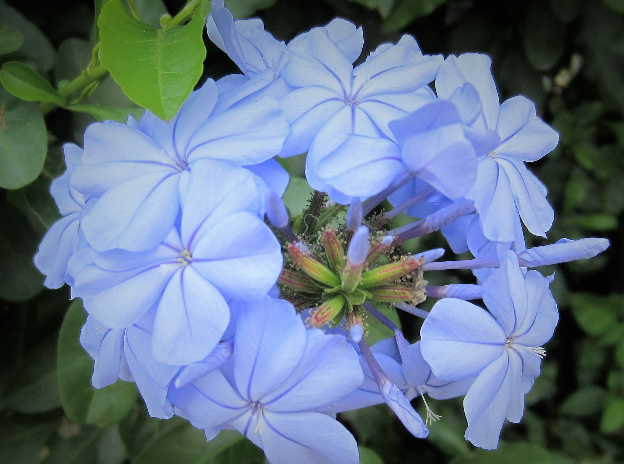 Canon PowerShot ELPH 300 HS (IXUS 220 HS / IXY 410F) sample photo. () photography