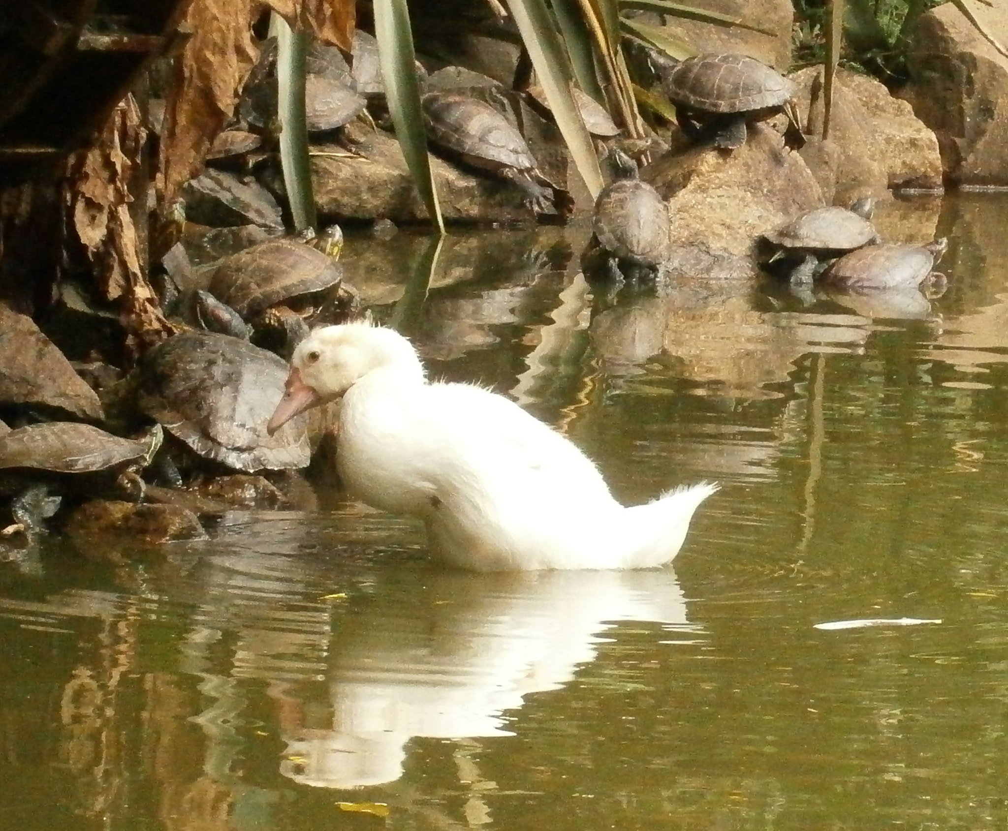 Olympus VG120,D705 sample photo. Animais photography