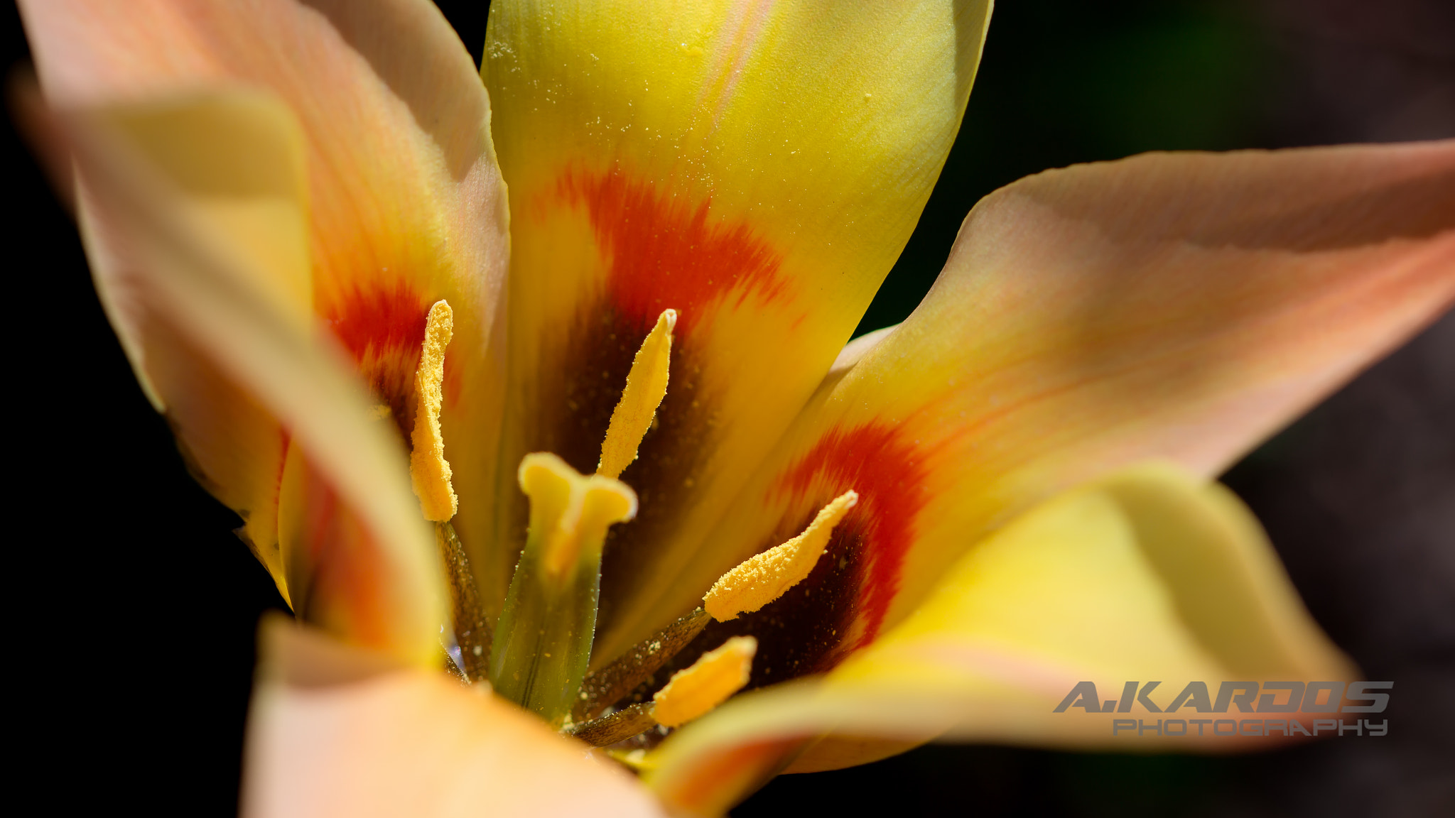 Canon EF 100mm F2.8 Macro USM sample photo. Flower - montreal botanical garden photography