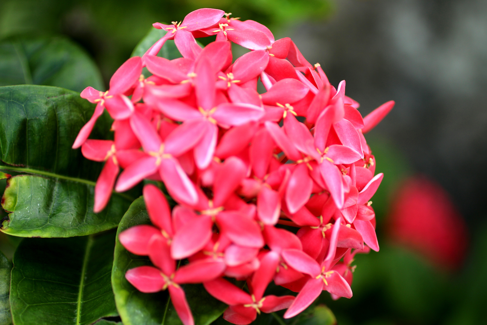 Canon EF 50mm F2.5 Macro sample photo. Beach flower photography