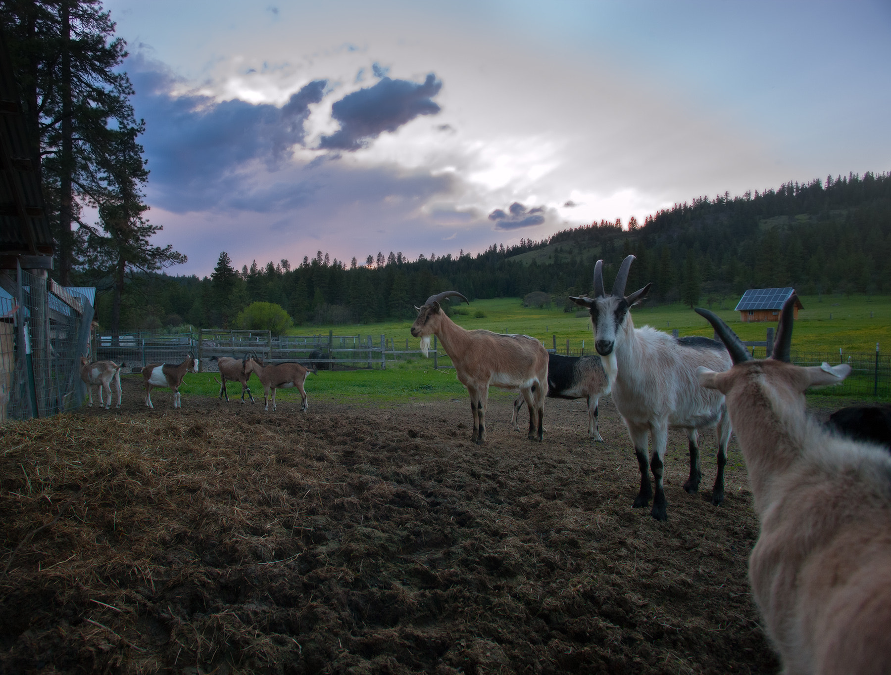 Canon EOS-1Ds Mark III + Canon EF 17-35mm f/2.8L sample photo. Goat sunset photography