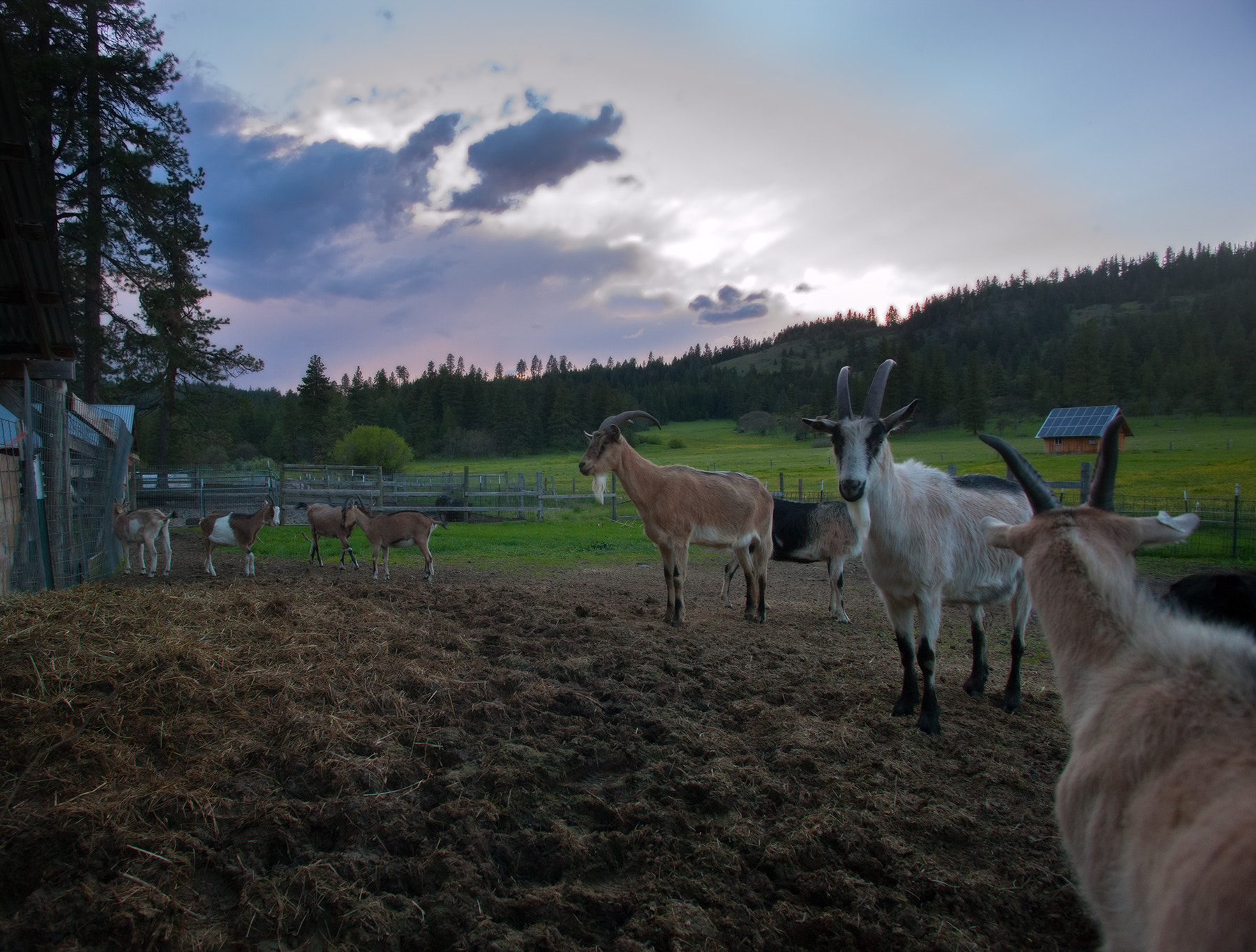 Canon EF 17-35mm f/2.8L sample photo. Goat sunset photography
