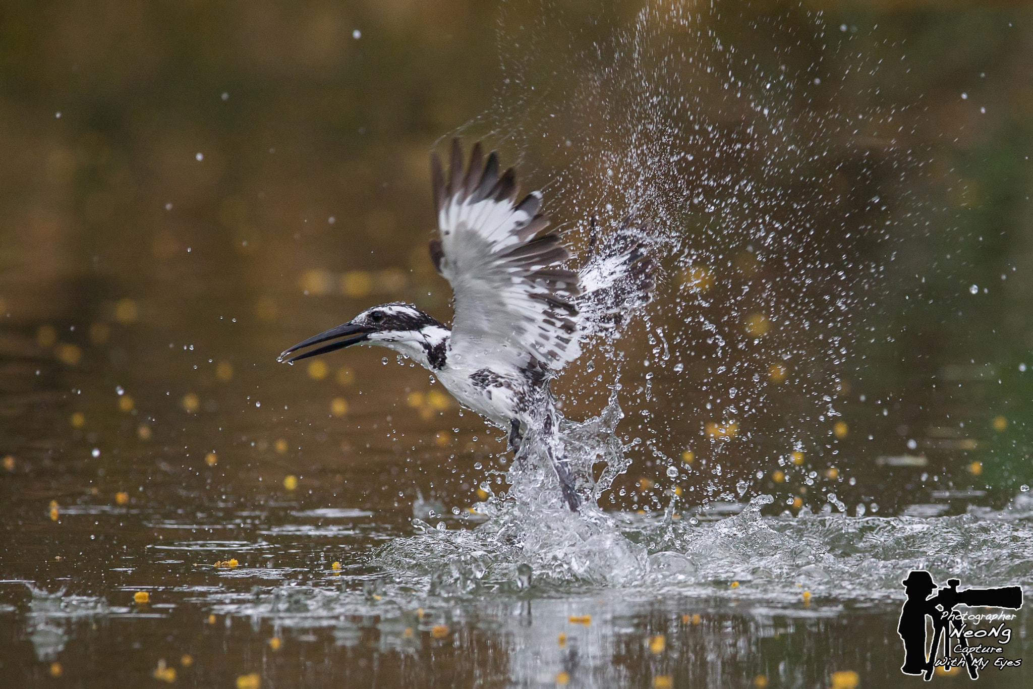Canon EF 600mm f/4L IS sample photo. Filtered copy photography