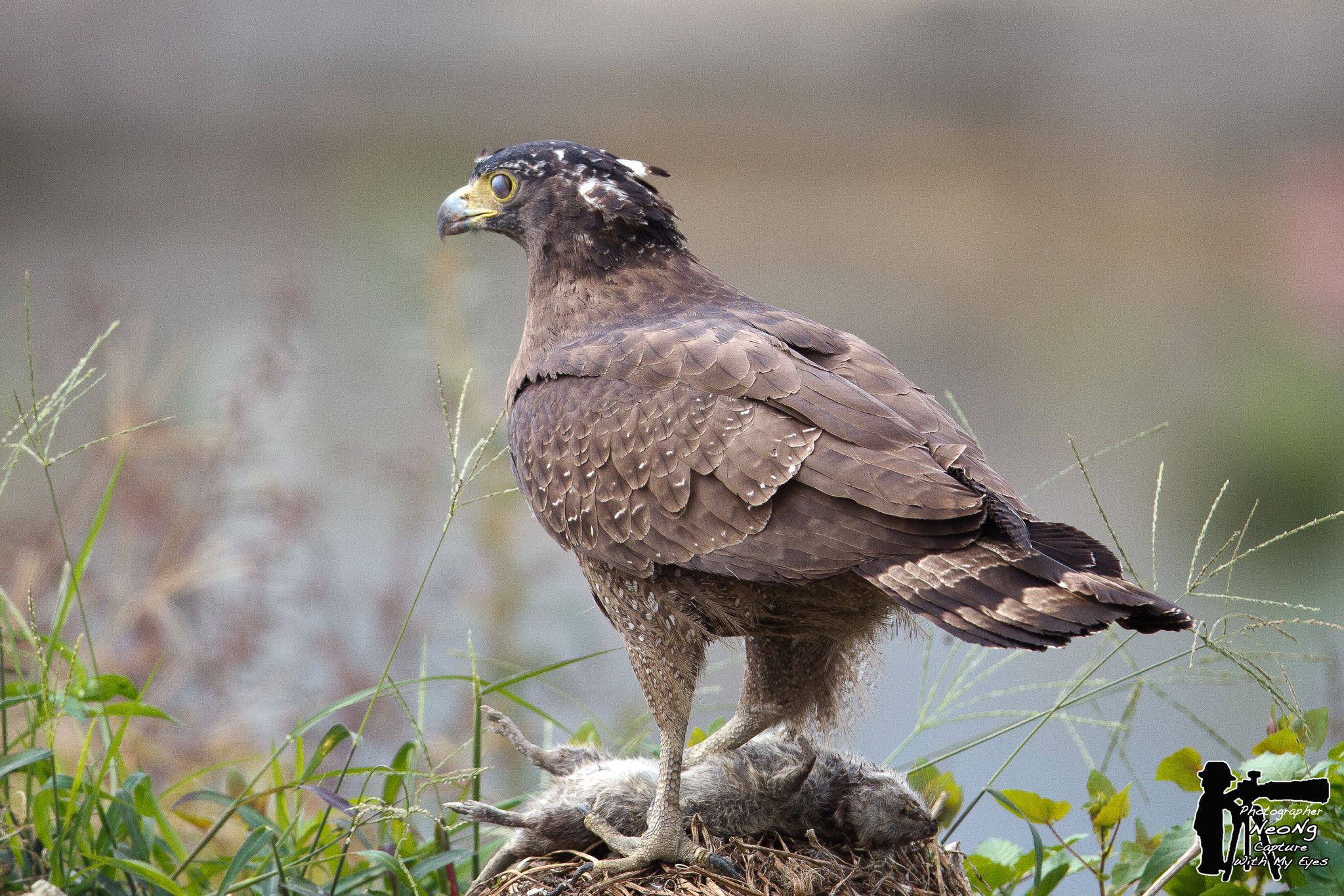 Canon EF 600mm f/4L IS sample photo. Jx photography