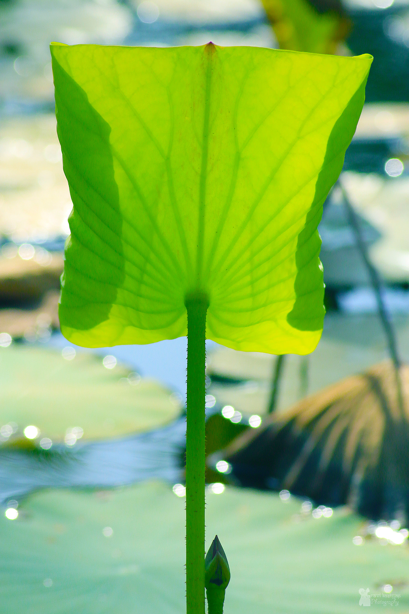 Canon EOS 70D + Canon EF 400mm F5.6L USM sample photo. Leaf photography