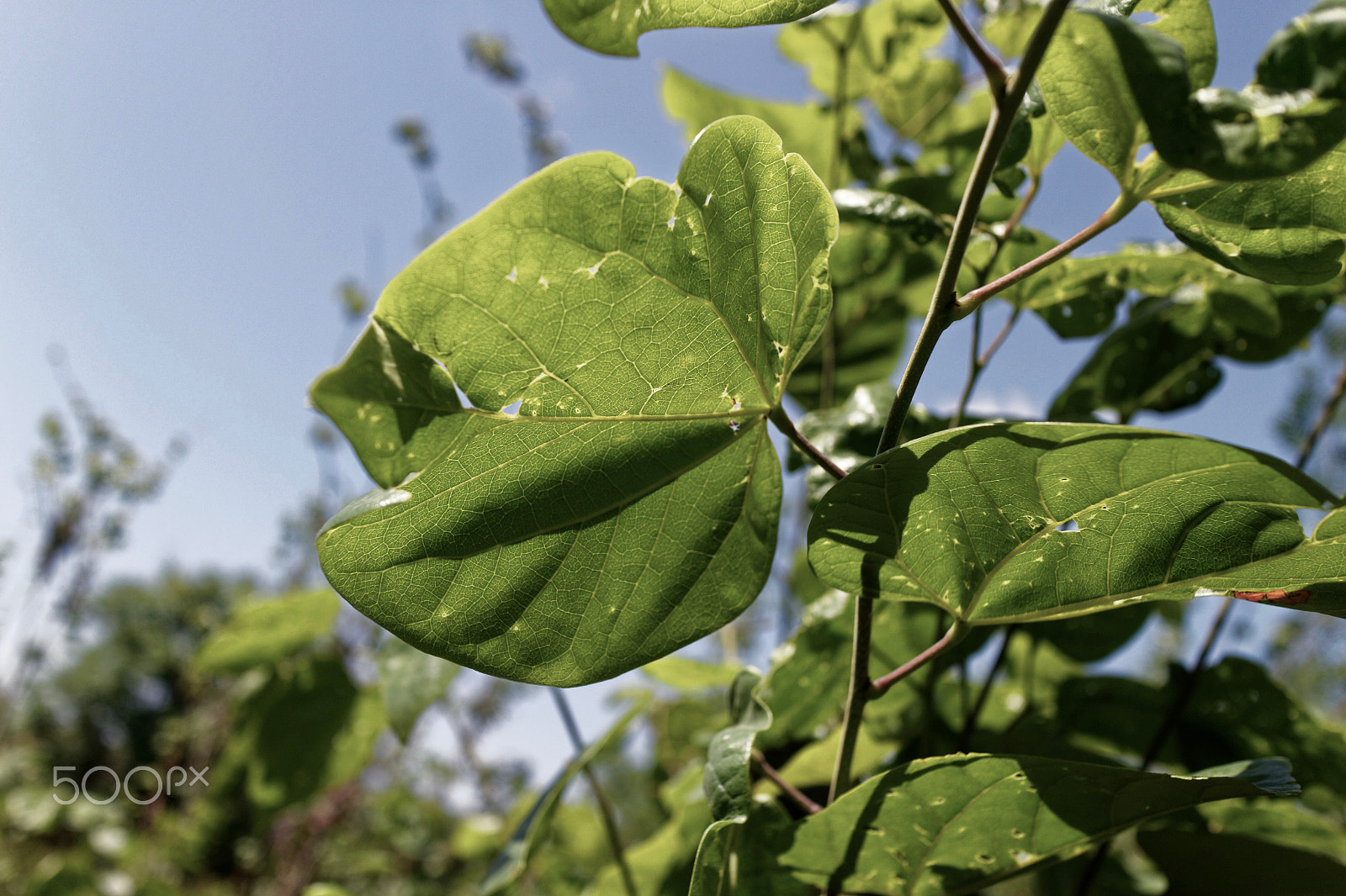 Canon EOS M2 + Canon EF-M 22mm F2 STM sample photo. Image photography
