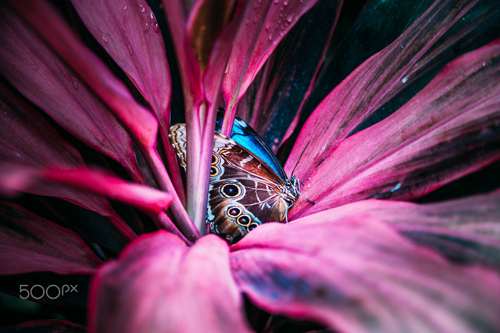 AF Zoom-Nikkor 28-105mm f/3.5-4.5D IF sample photo. Butterfly in flower photography