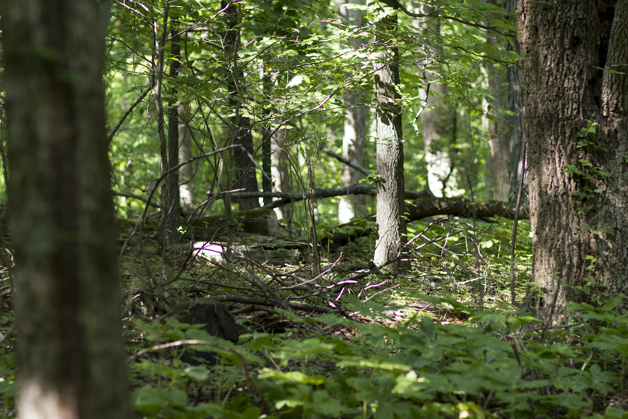 Canon EF 85mm F1.8 USM sample photo. Peaceful photography