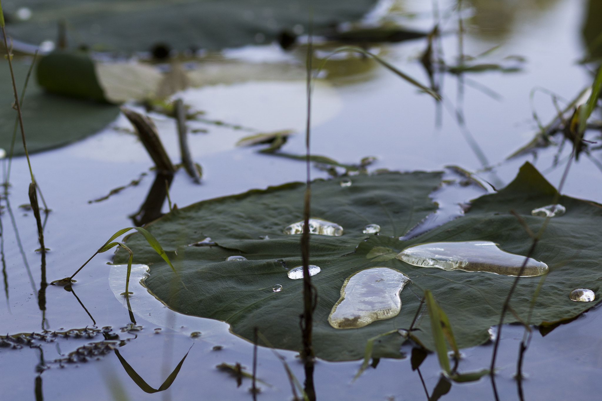 Canon EF 85mm F1.8 USM sample photo. Water on lillypad photography