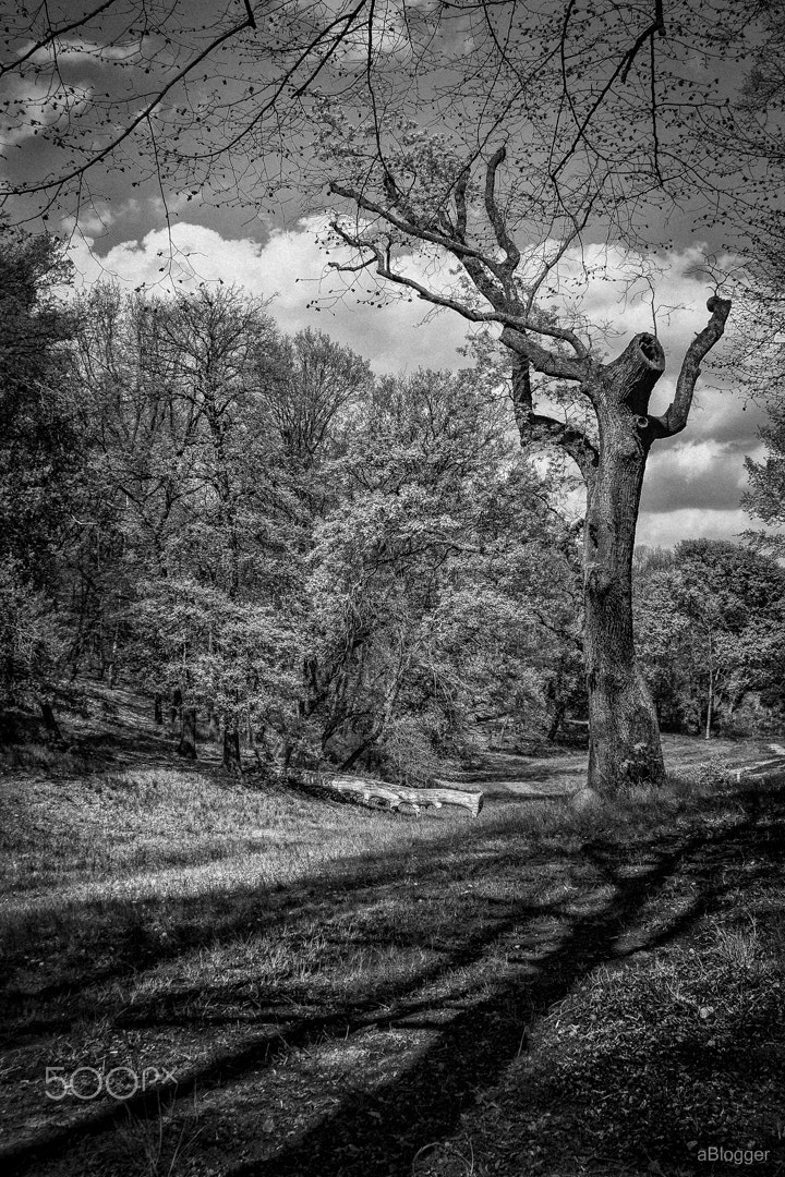Canon EF 28-135mm F3.5-5.6 IS USM sample photo. _and the heart of the tree photography