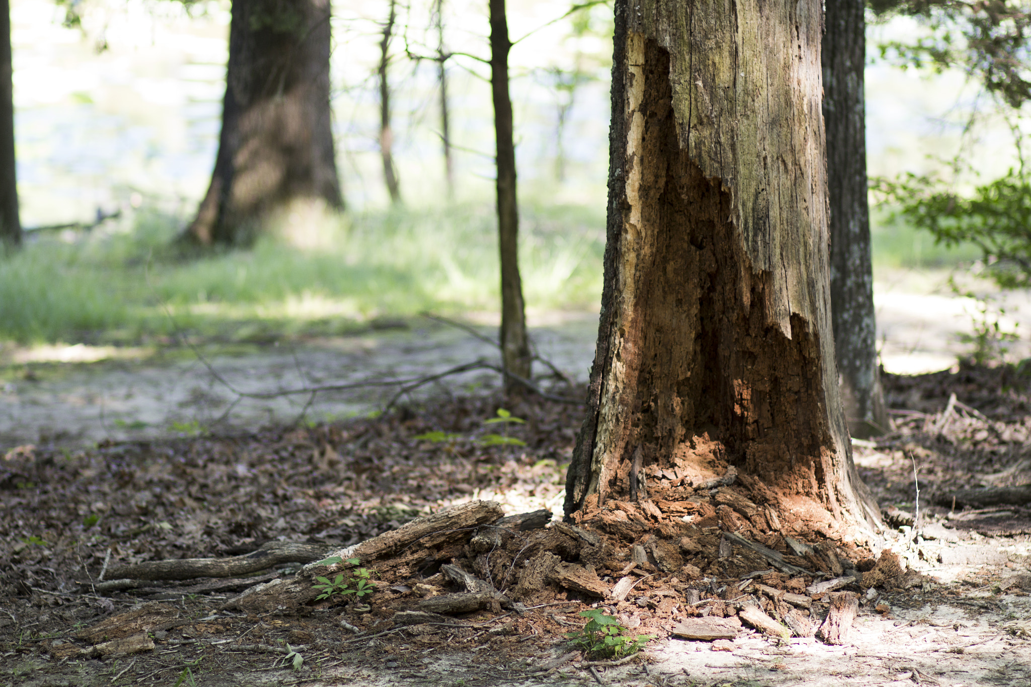 Canon EF 85mm F1.8 USM sample photo. Rotten photography