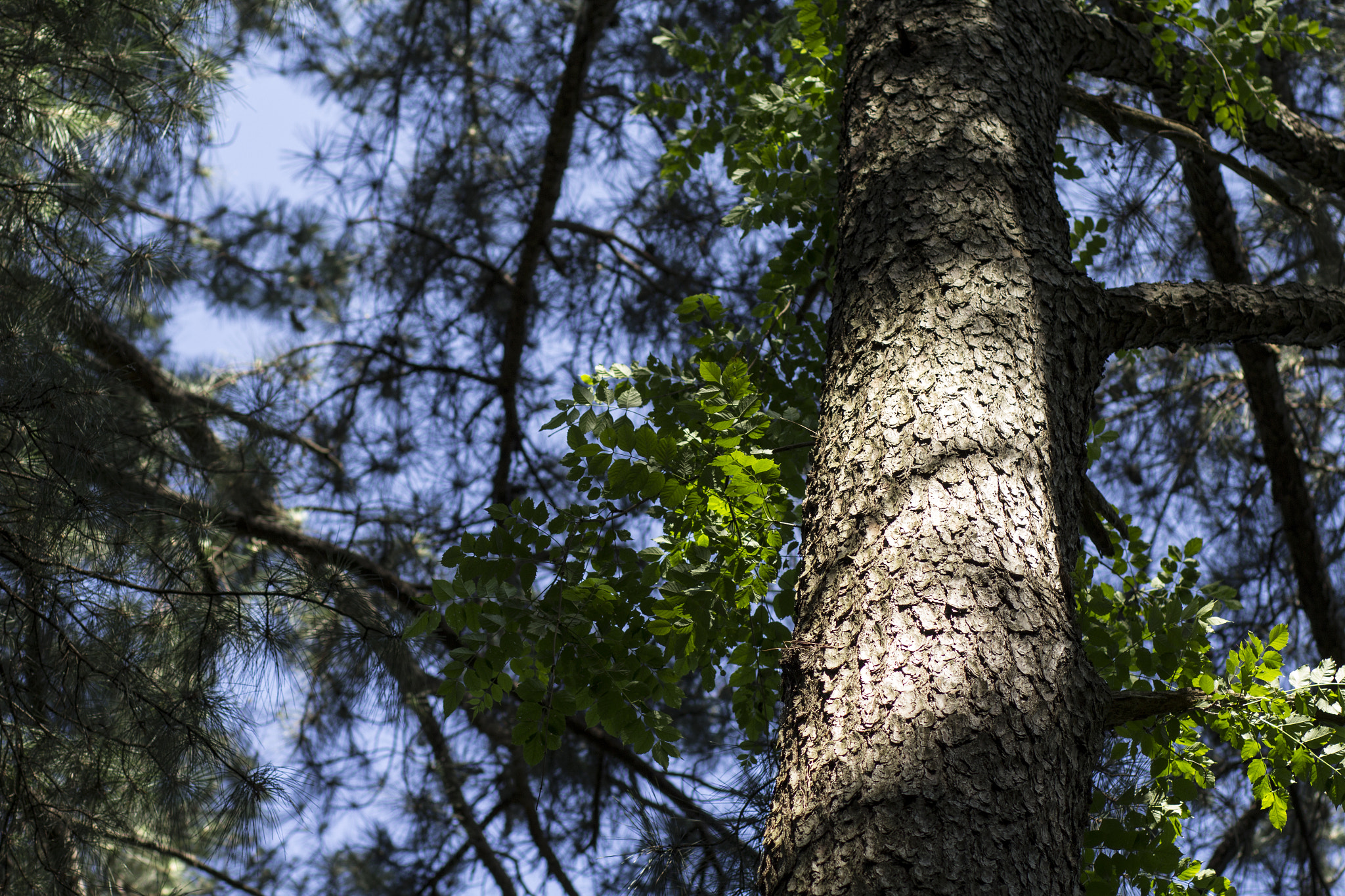 Canon EF 85mm F1.8 USM sample photo. Majestic photography