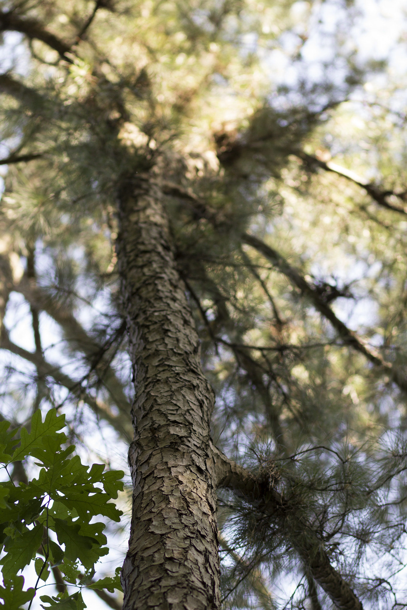 Canon EF 85mm F1.8 USM sample photo. Looking up photography