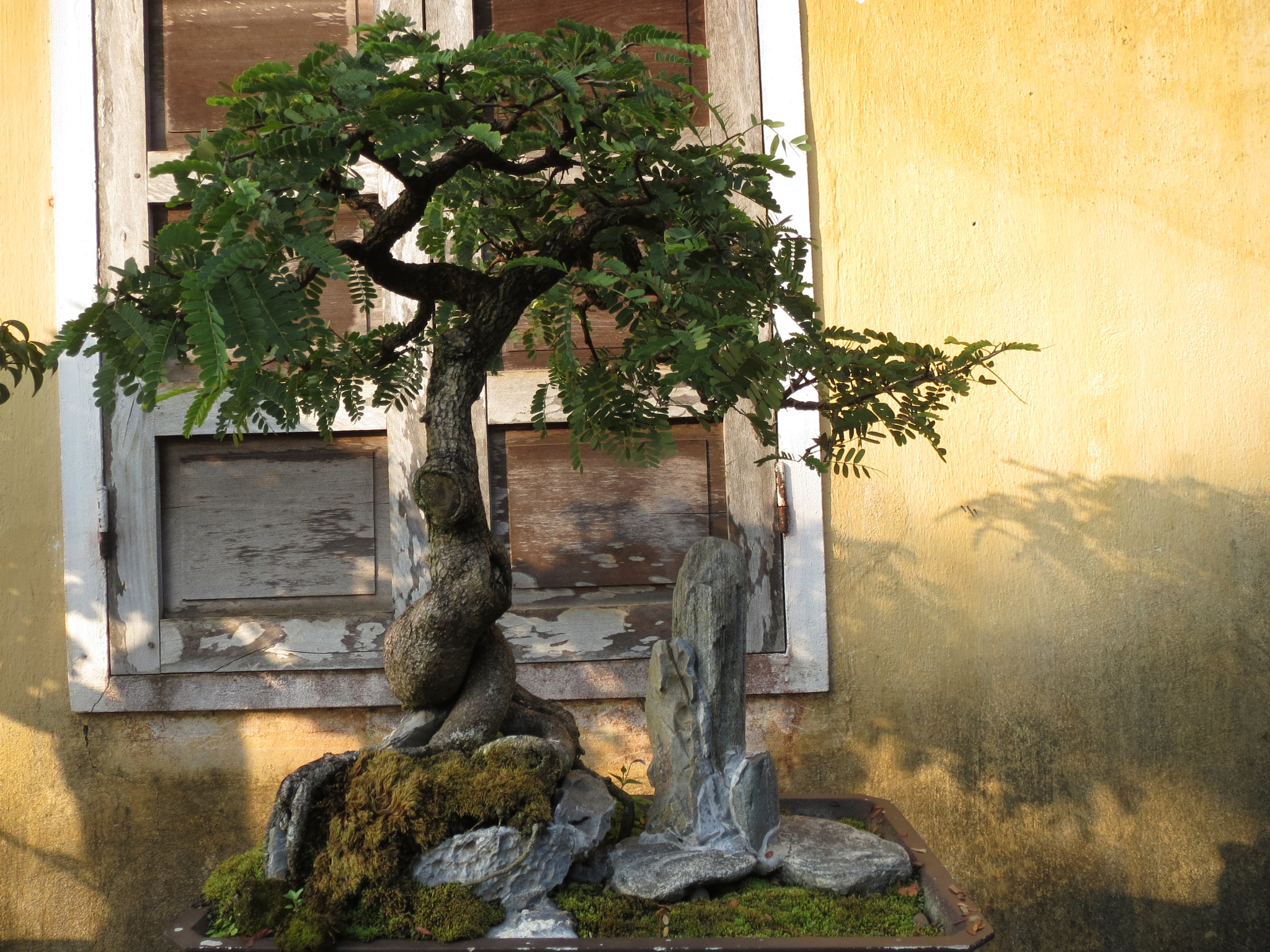 Canon PowerShot ELPH 530 HS (IXUS 510 HS / IXY 1) sample photo. Bonsai photography