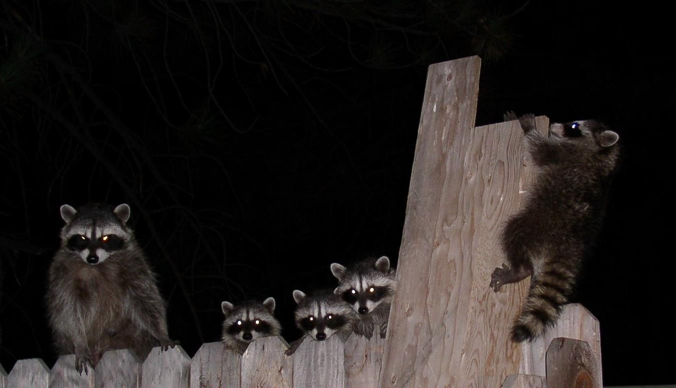 Olympus C4100Z,C4000Z sample photo. Raccoon family photography