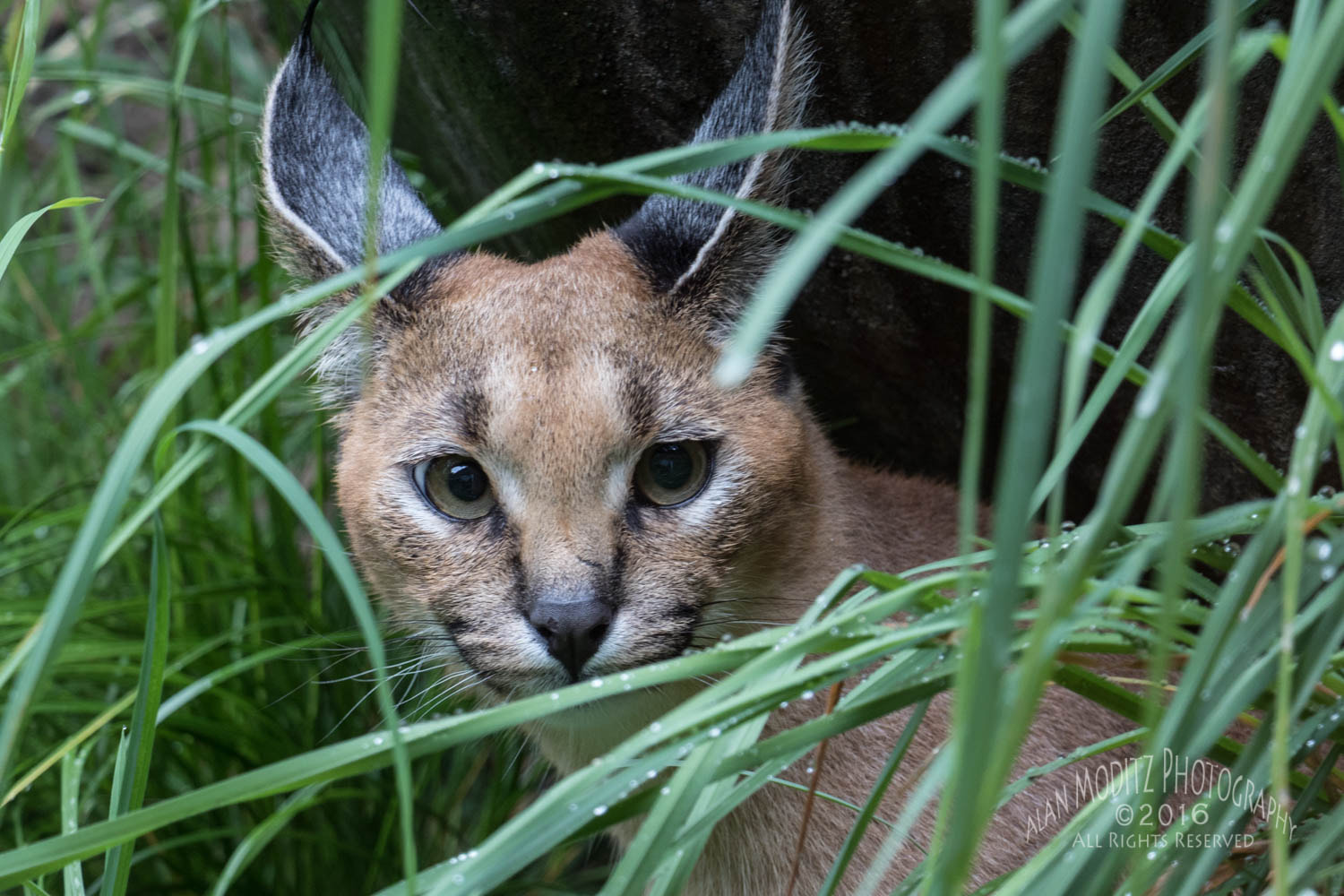 Canon EOS 7D Mark II + Canon EF-S 18-135mm F3.5-5.6 IS STM sample photo. Here kitty kitty... photography