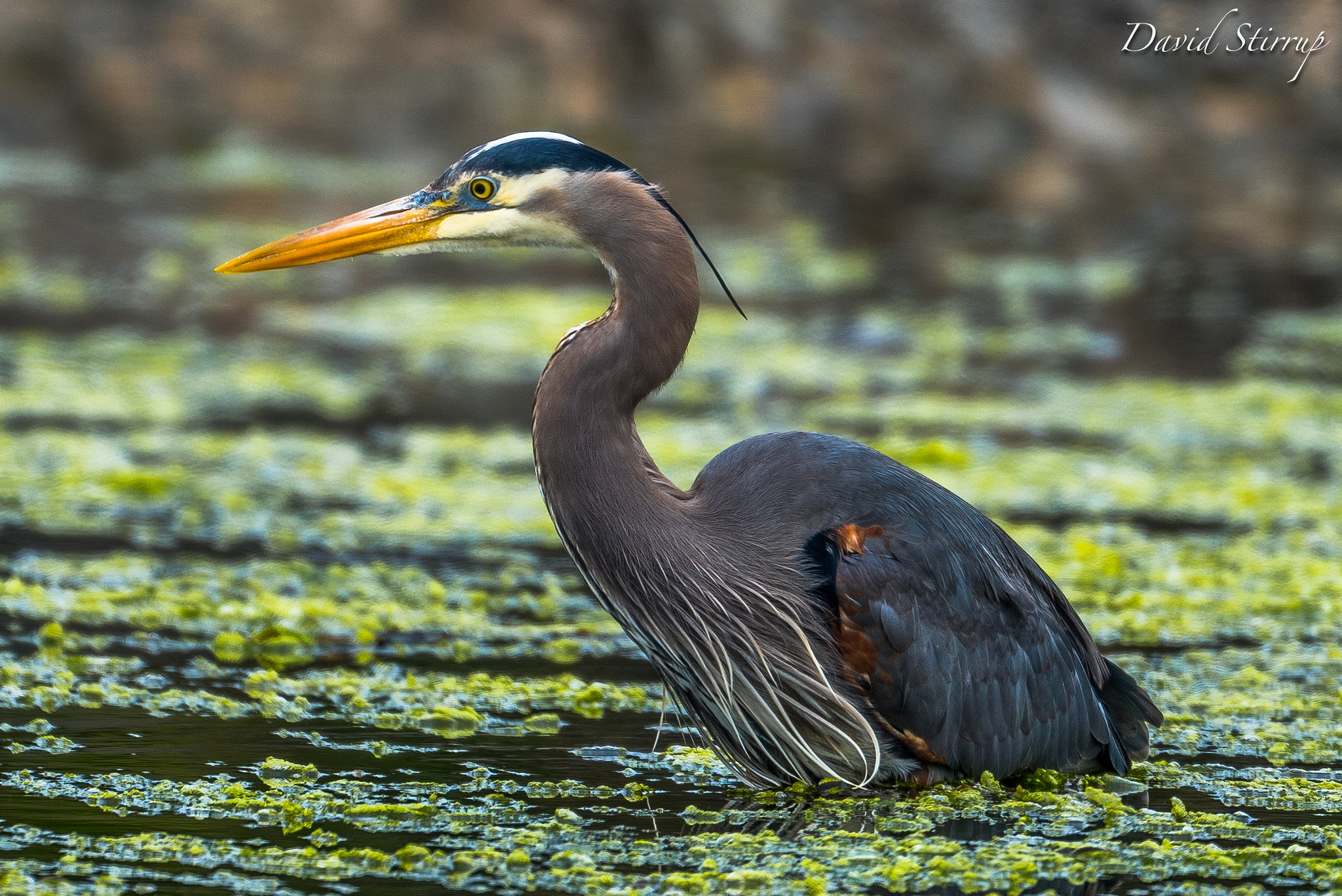 Nikon AF-S Nikkor 500mm F4E FL ED VR sample photo. Patience photography