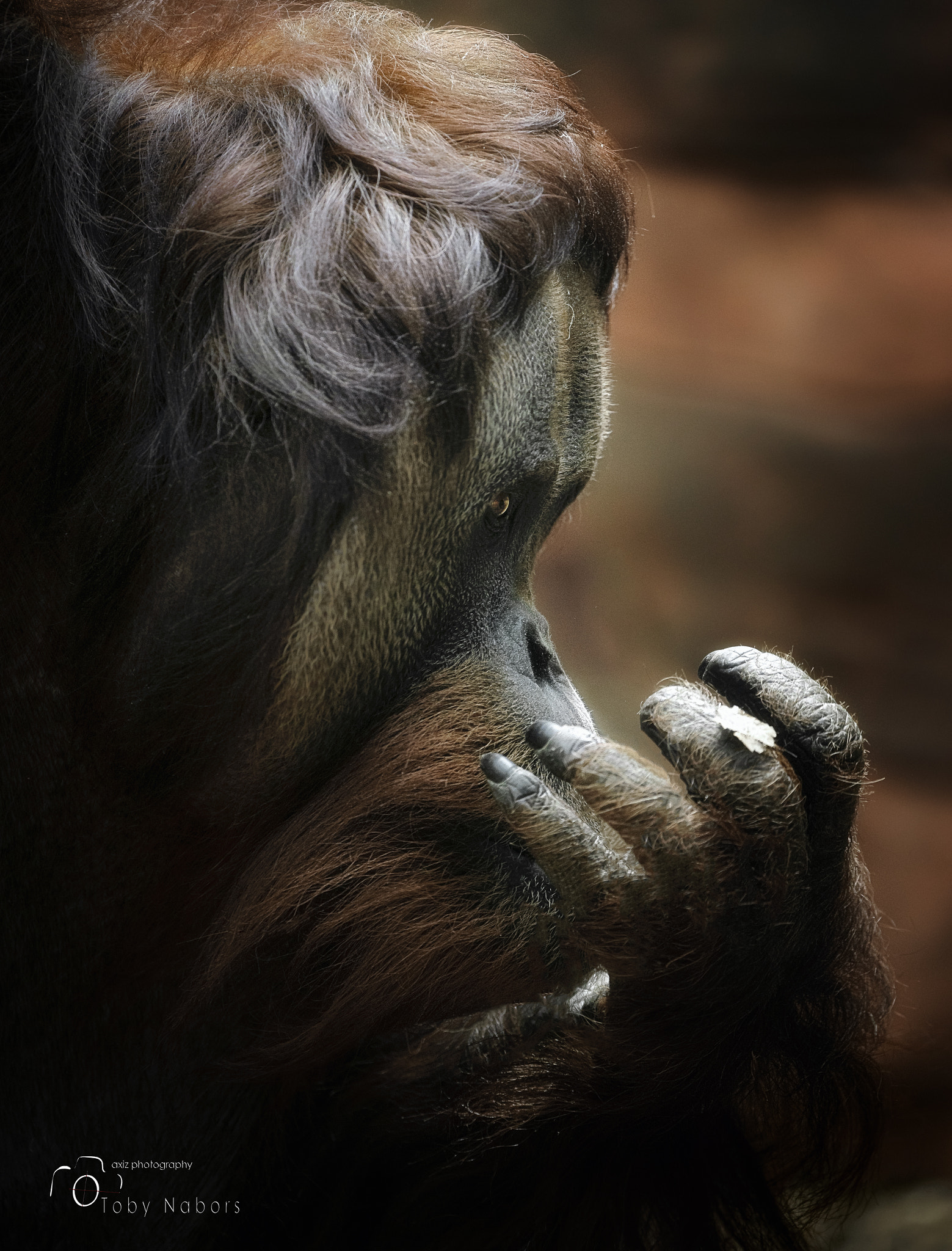 Nikon Nikkor AF-S 300mm F4E PF ED VR sample photo. The orangutan photography