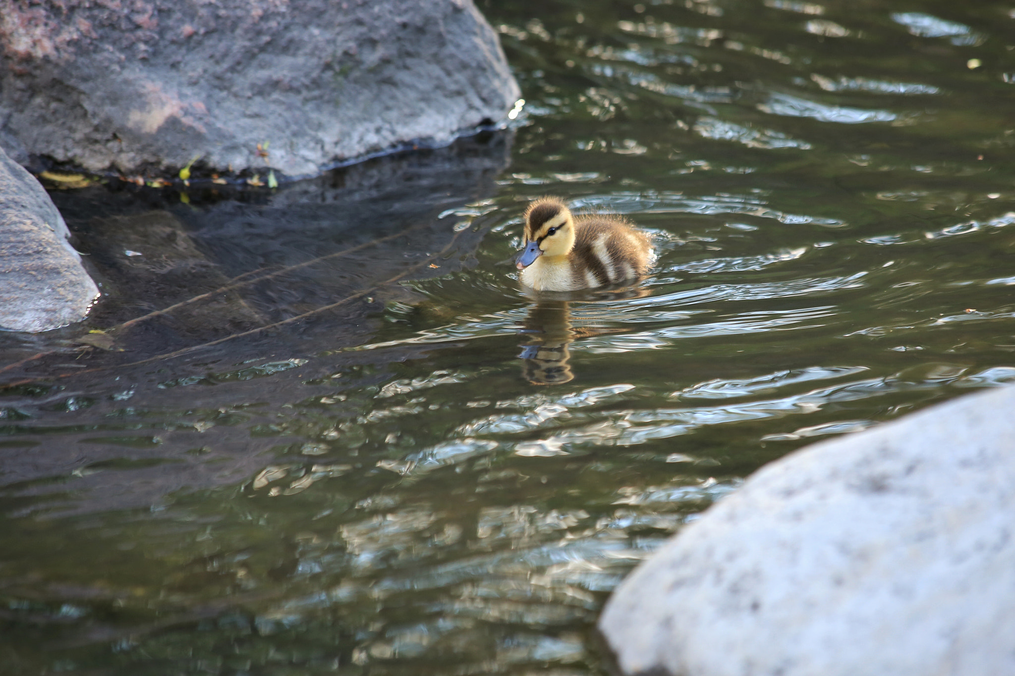 Canon EF 70-300mm F4-5.6 IS USM sample photo