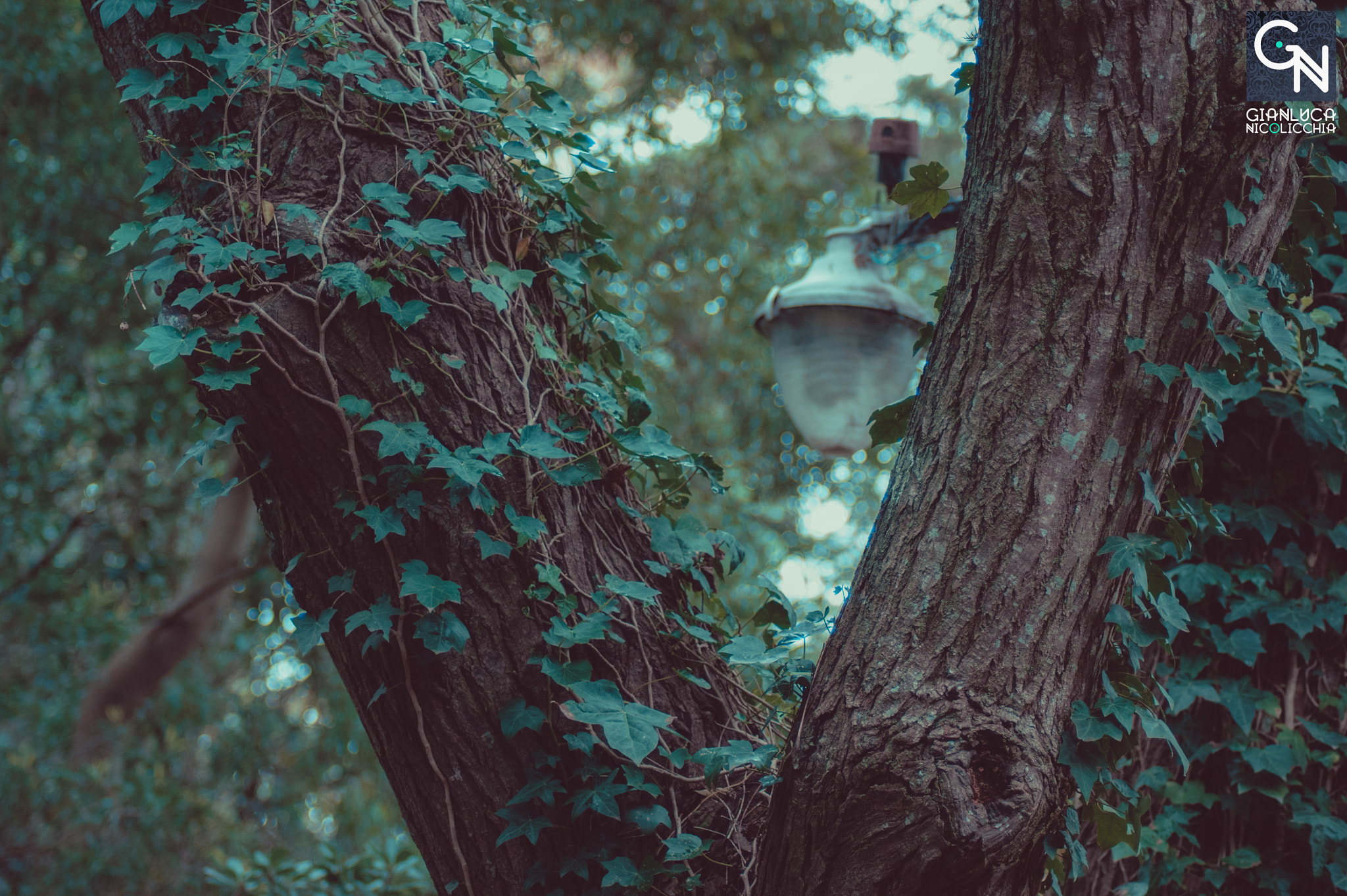 Sony Alpha DSLR-A350 sample photo. -tree lamp photography