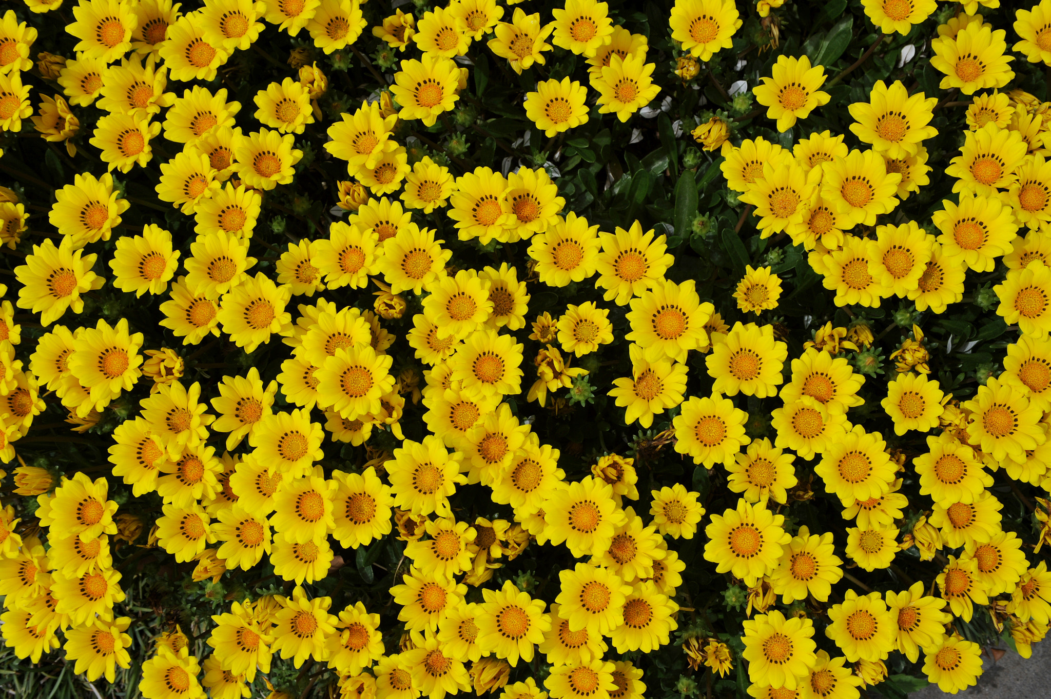 AF Zoom-Nikkor 35-70mm f/2.8D sample photo