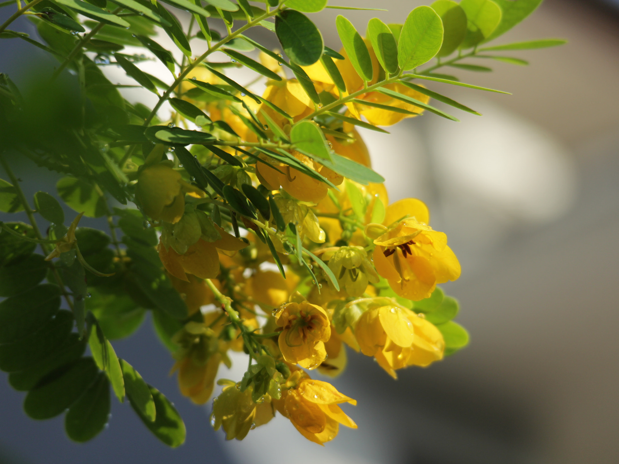 Canon EOS M sample photo. 好运连连 photography