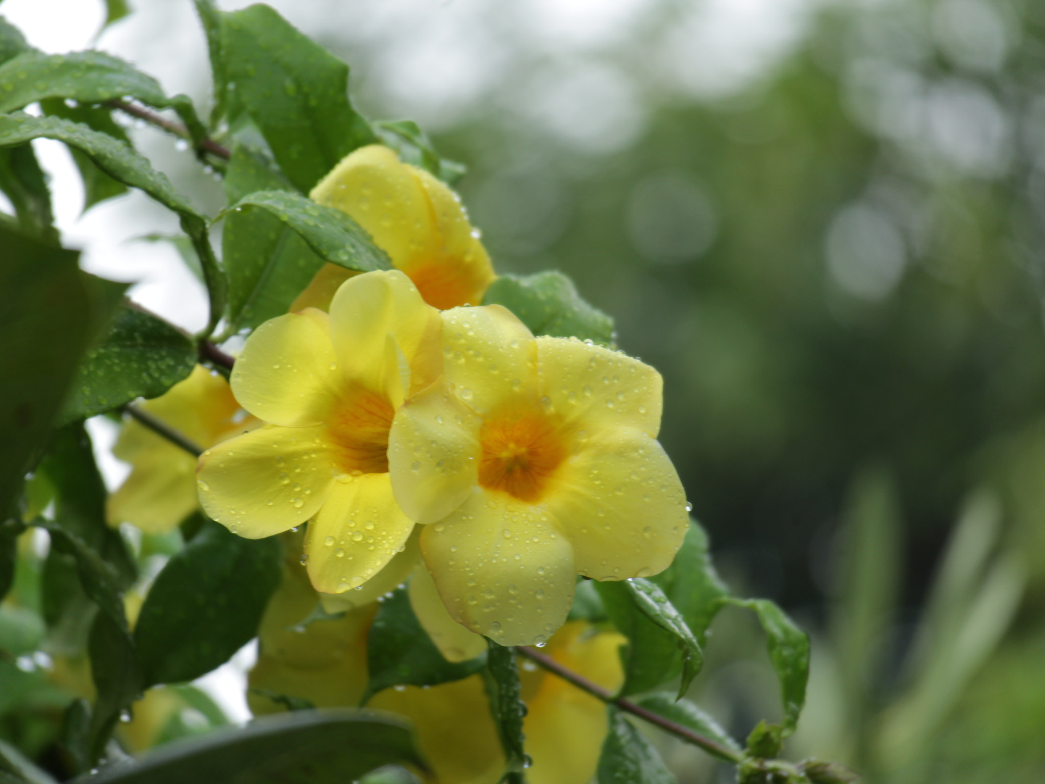Canon EOS M sample photo. 雨后天晴 photography