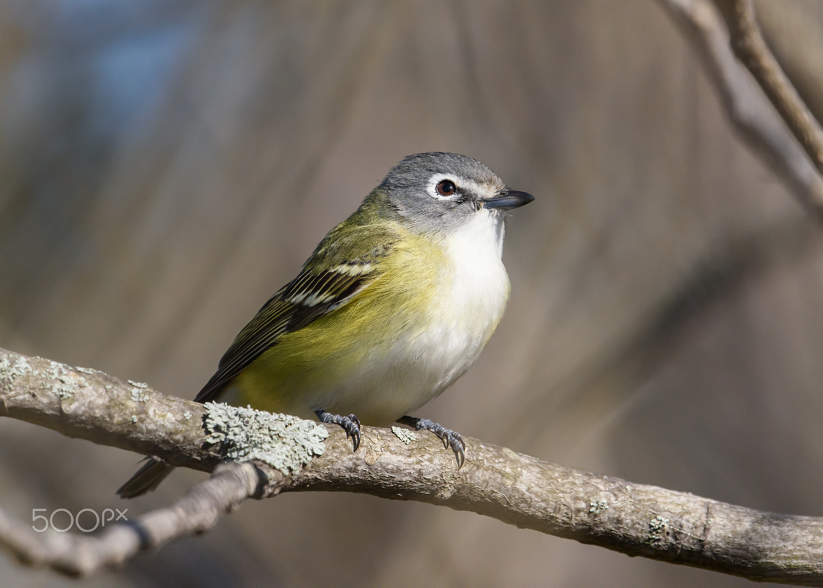 Nikon AF-S Nikkor 500mm F4E FL ED VR sample photo. Blue headed vireo looks ahead photography